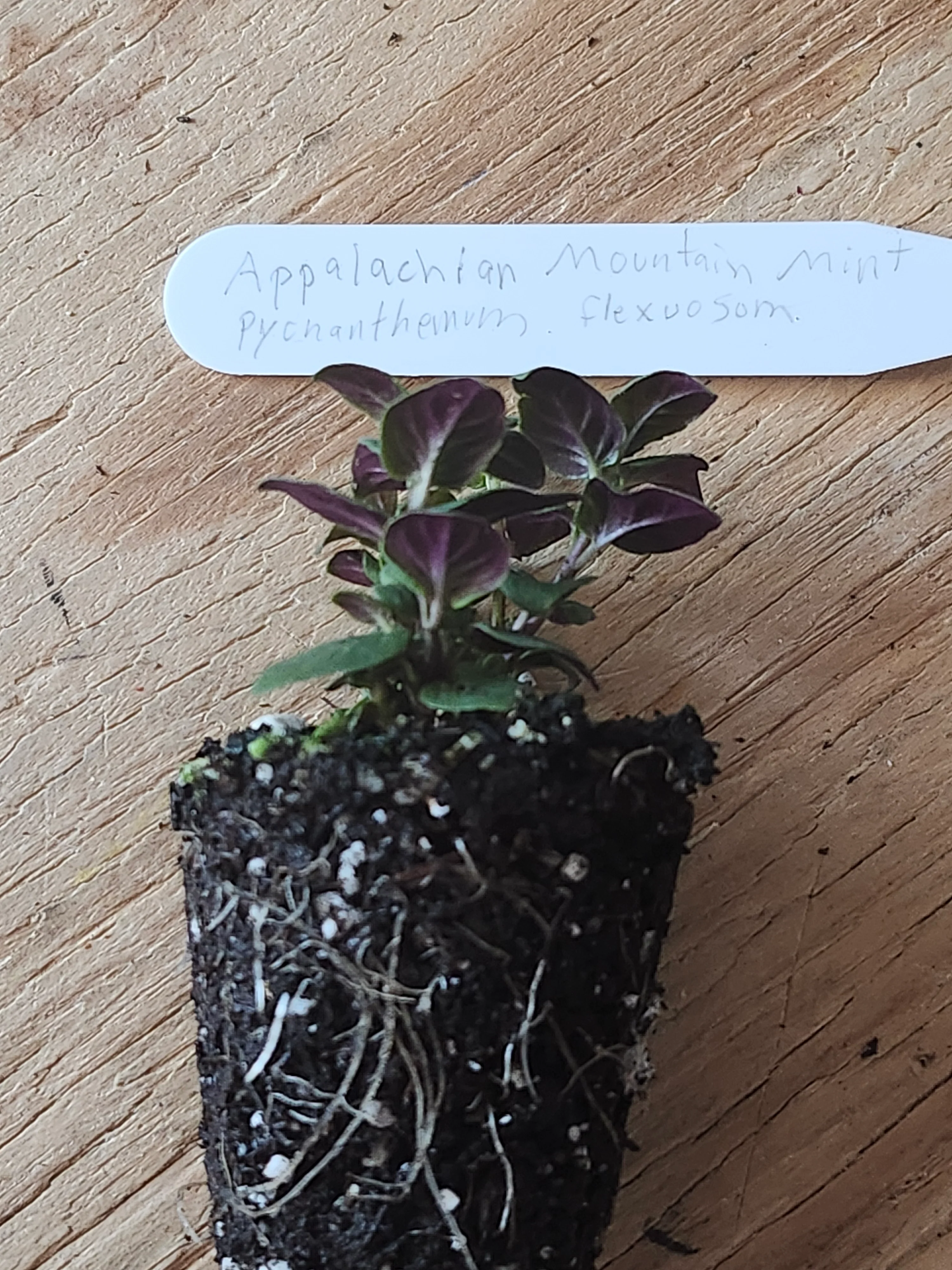 Appalachian Mountain Mint Pycnanthemum montanum - Image 3