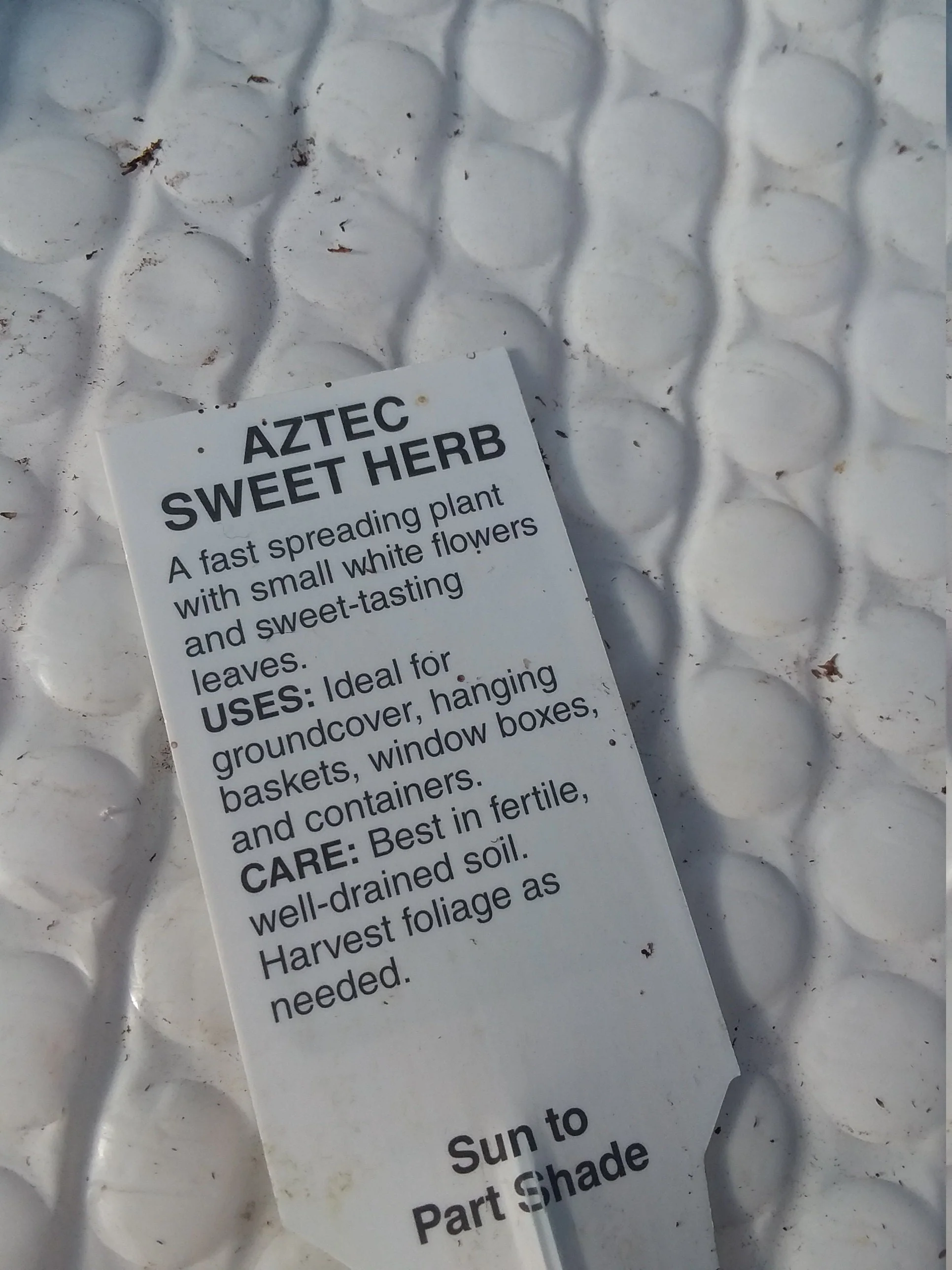 Aztec Sweet Herb Lippia Dulcis Plant - Image 3