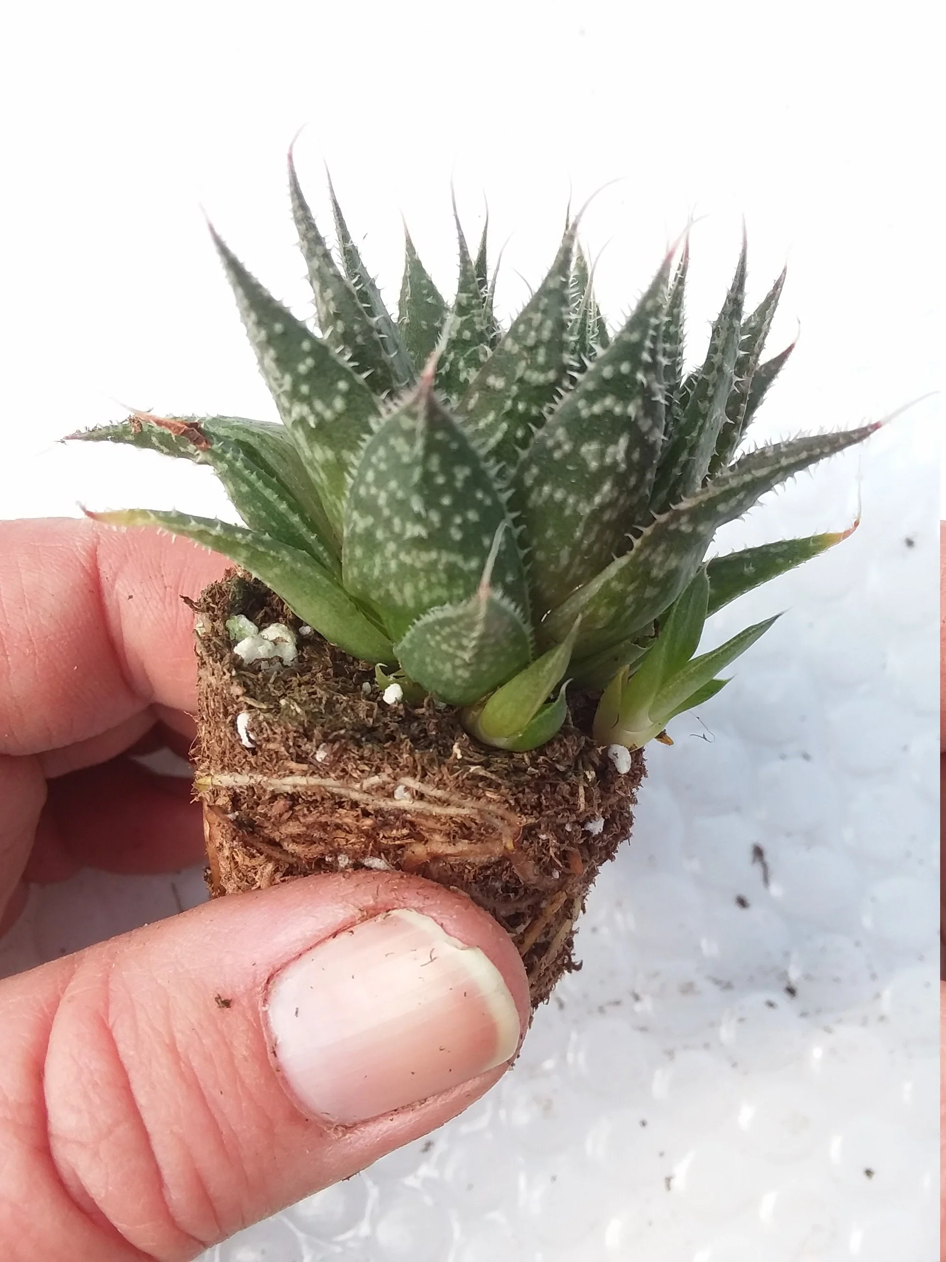 Lace Aloe - Image 3