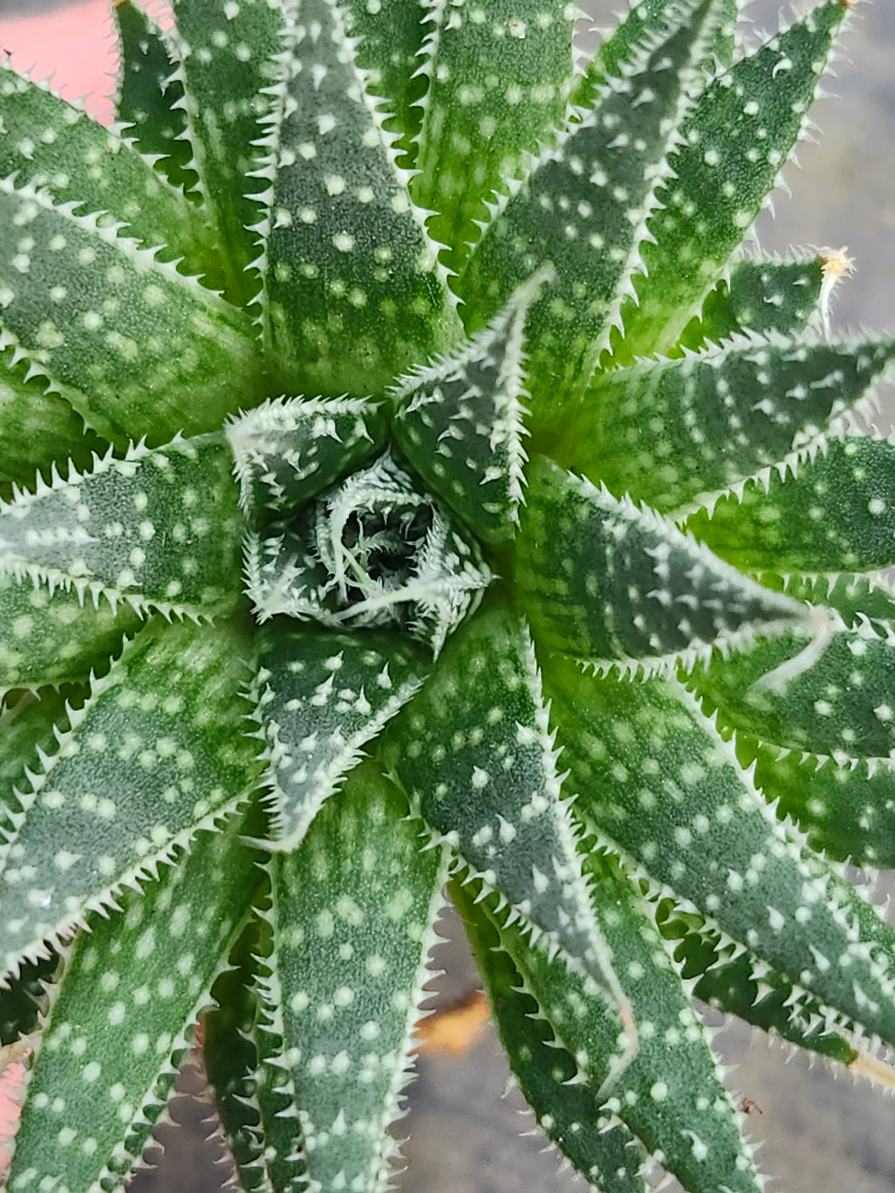 Lace Aloe - Image 4
