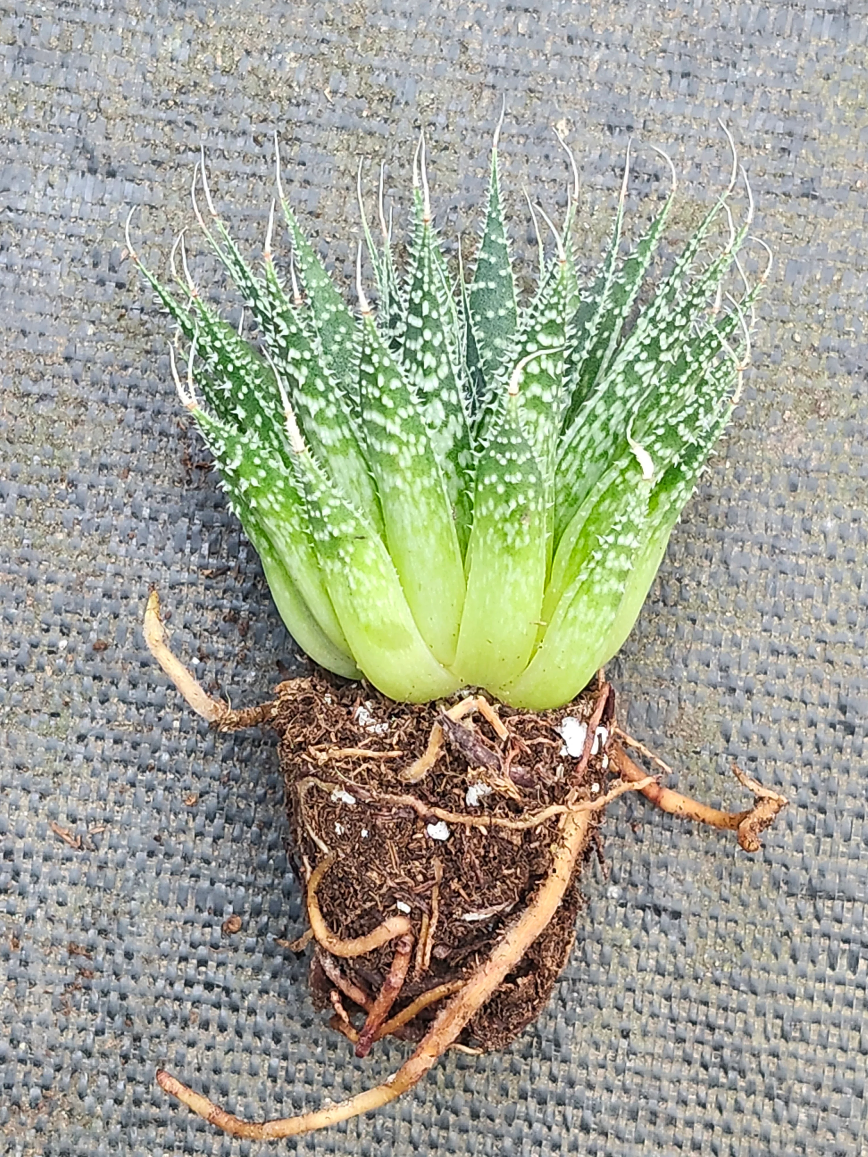 Lace Aloe - Image 5