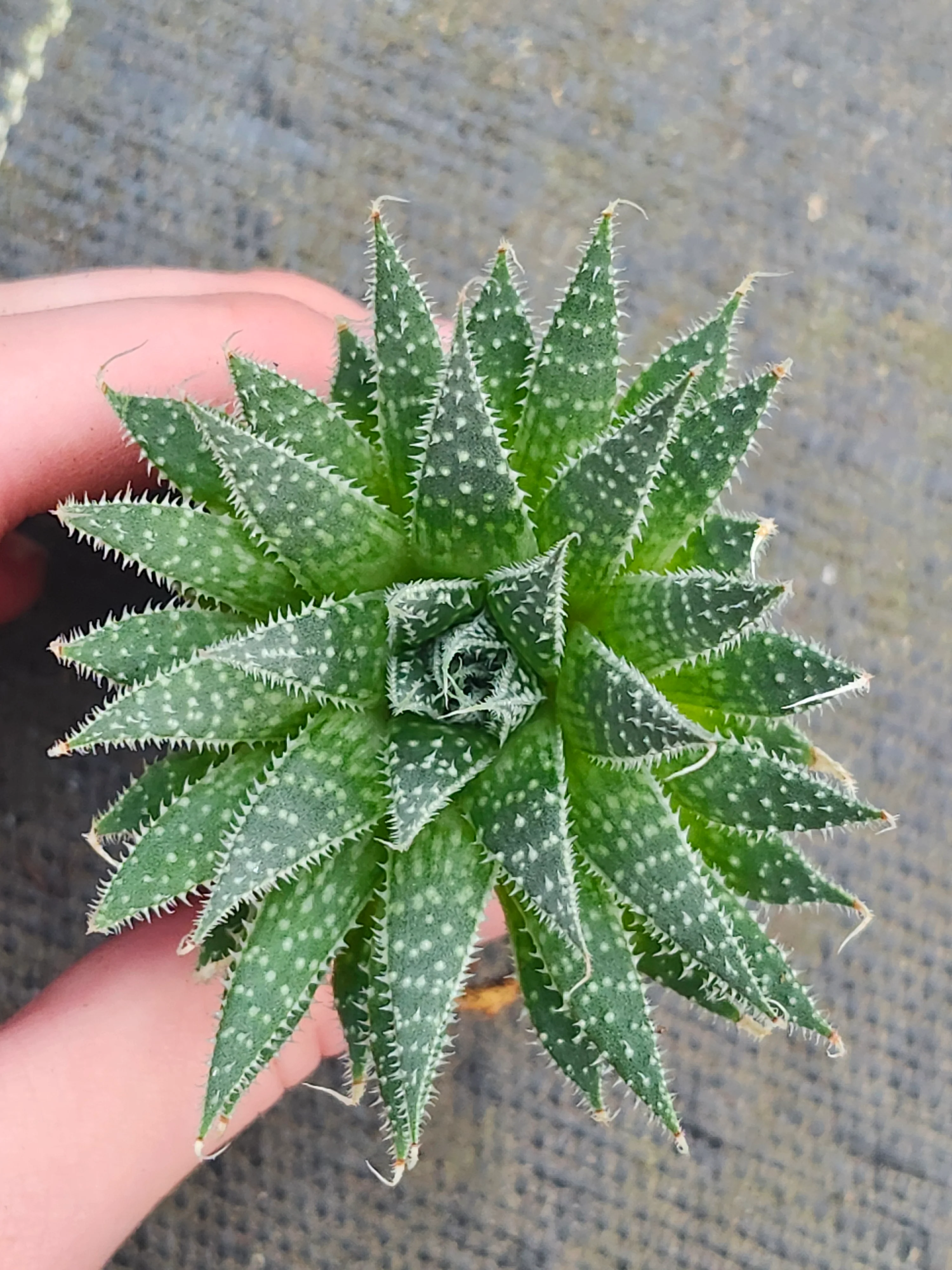 Lace Aloe - Image 6