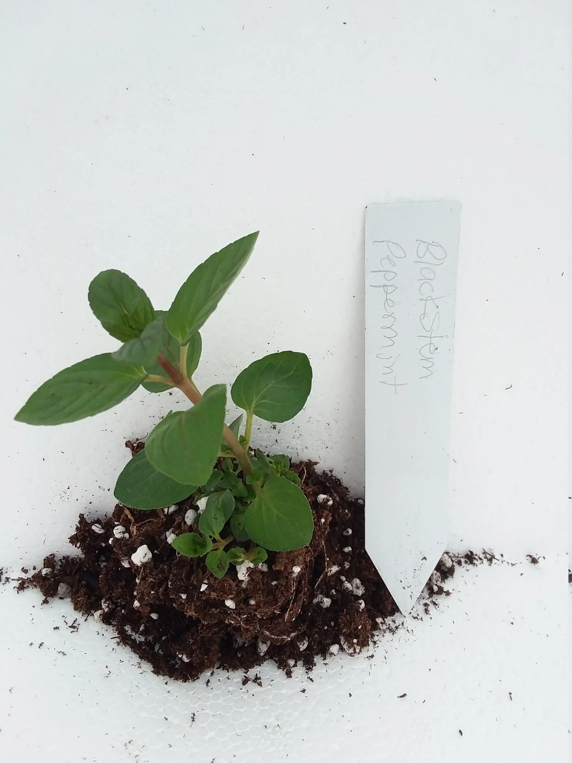 Blackstem Peppermint - Image 3