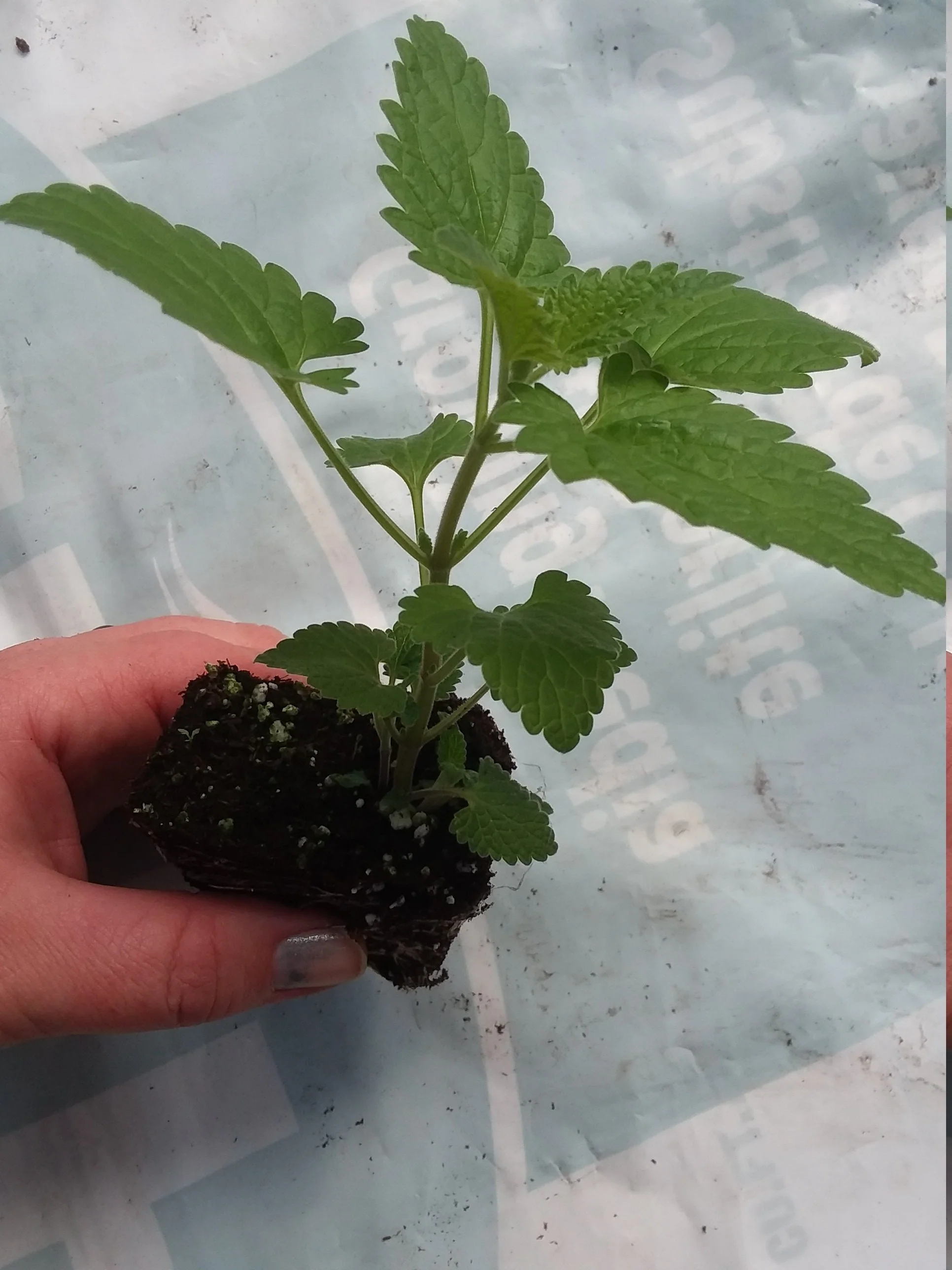 Catnip Plant Nepeta Cataria - Image 3