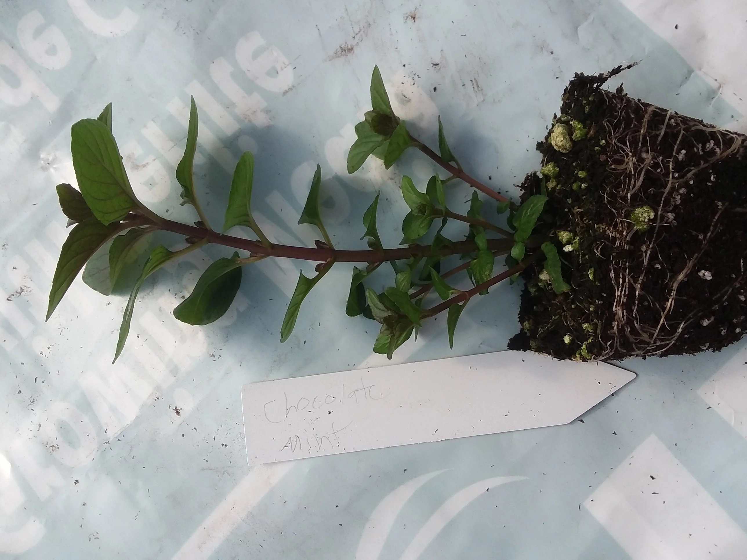 Chocolate Mint - Image 3