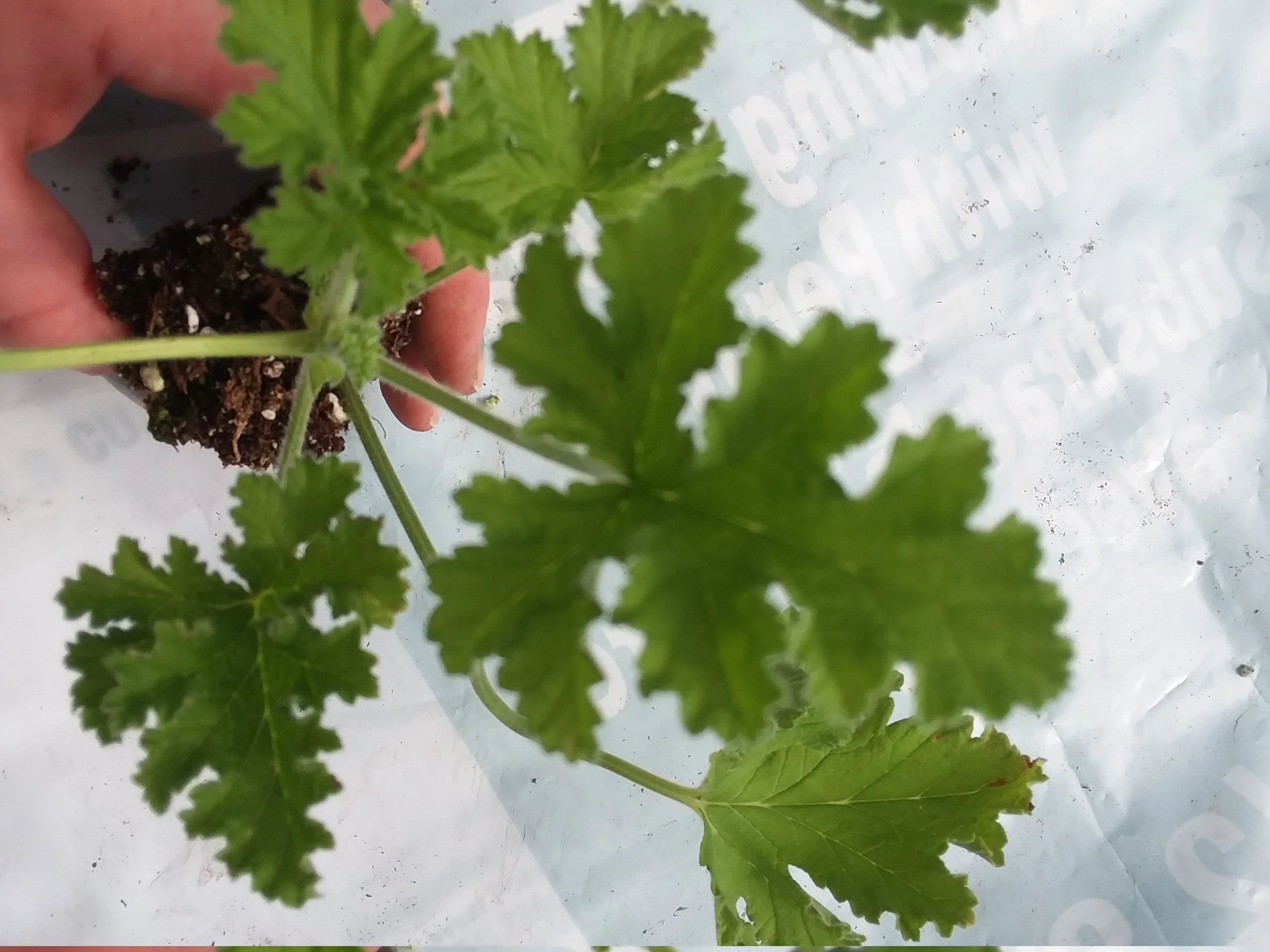 Pelargonium/Geranium