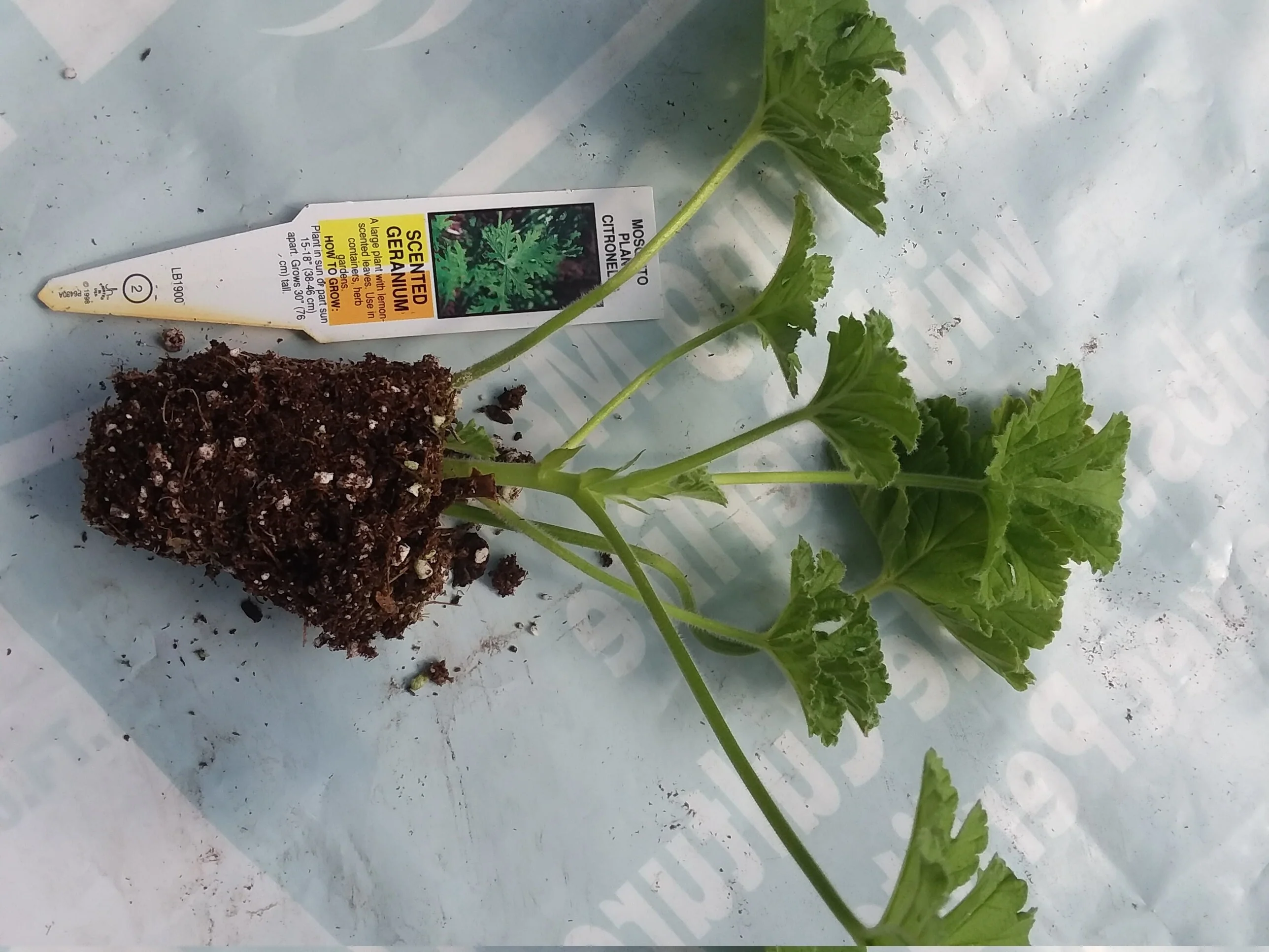 Citronella Geranium - Image 3