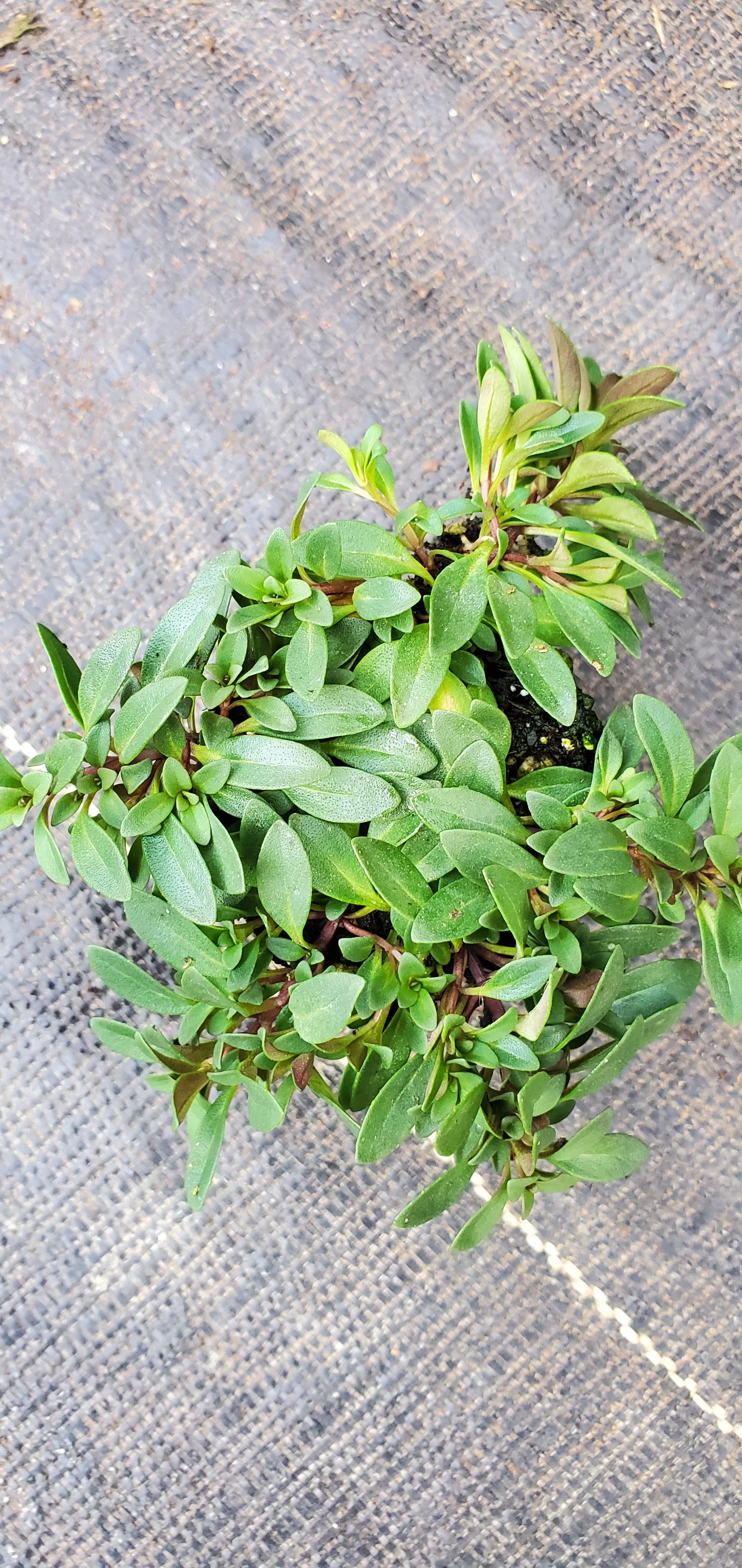 Clinopodium Arkansanum - Image 3