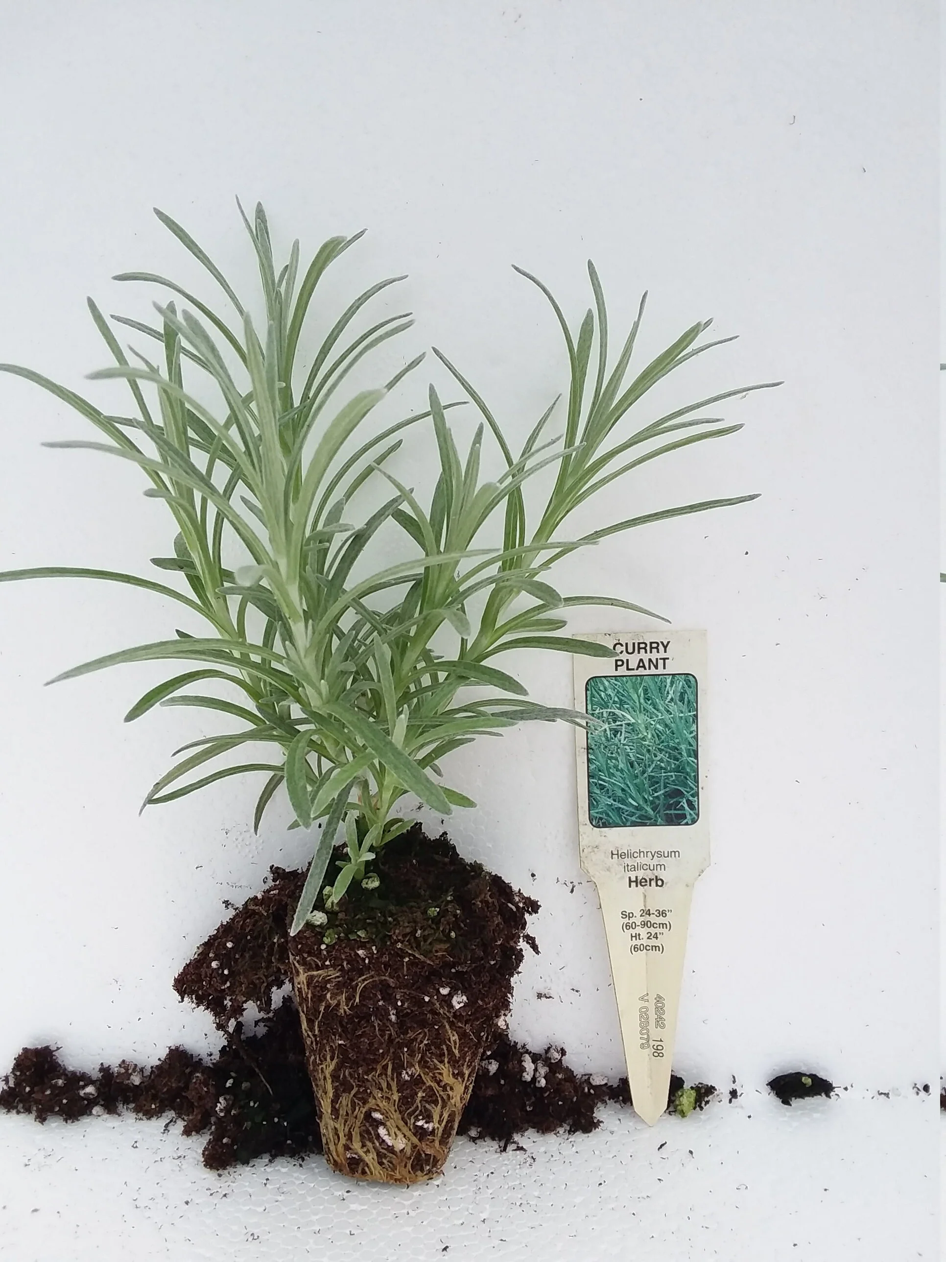 Curry Plant Helichrysum italicum - Image 3