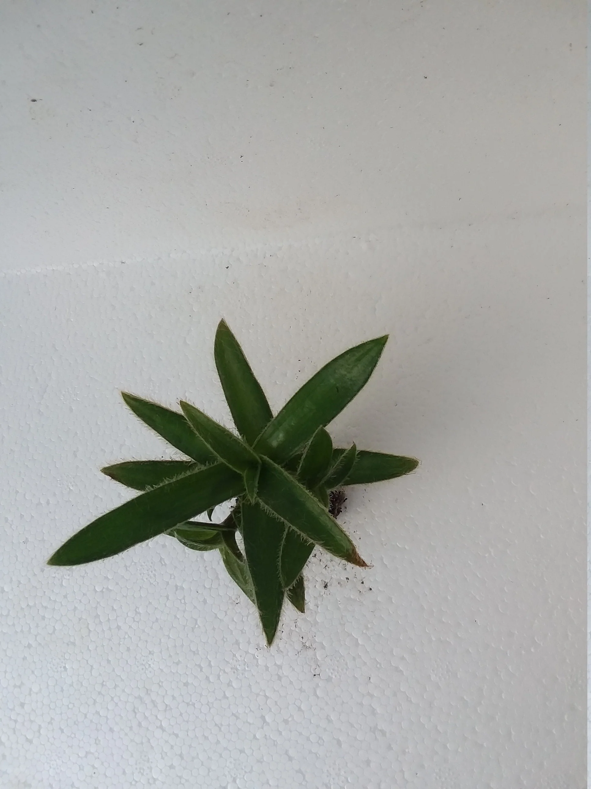 Cyanotis Somaliensis Fuzzy Kitten Ears starter plant - Image 3