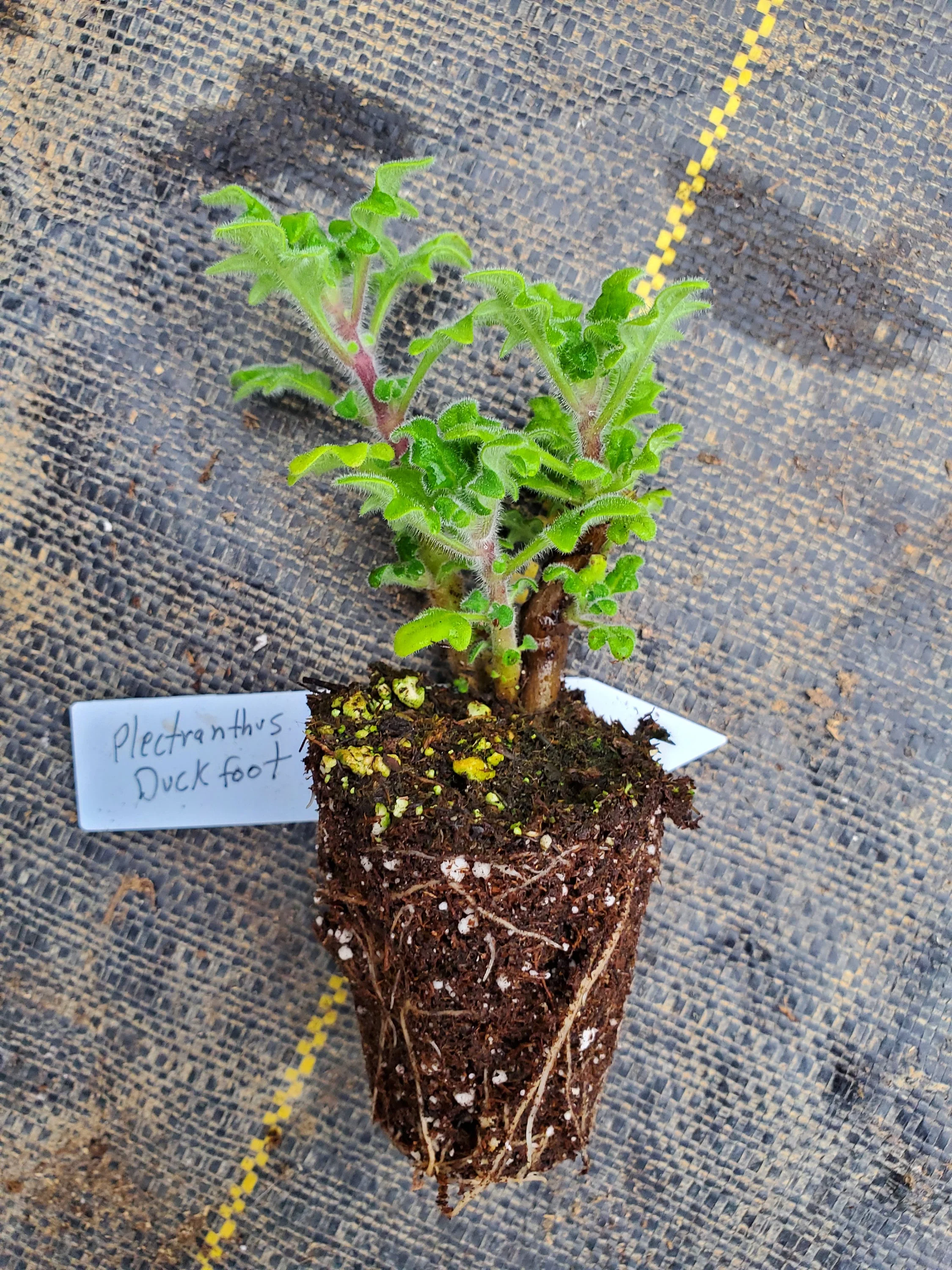 Duckfoot Swedish Ivy Plectranthes - Image 3