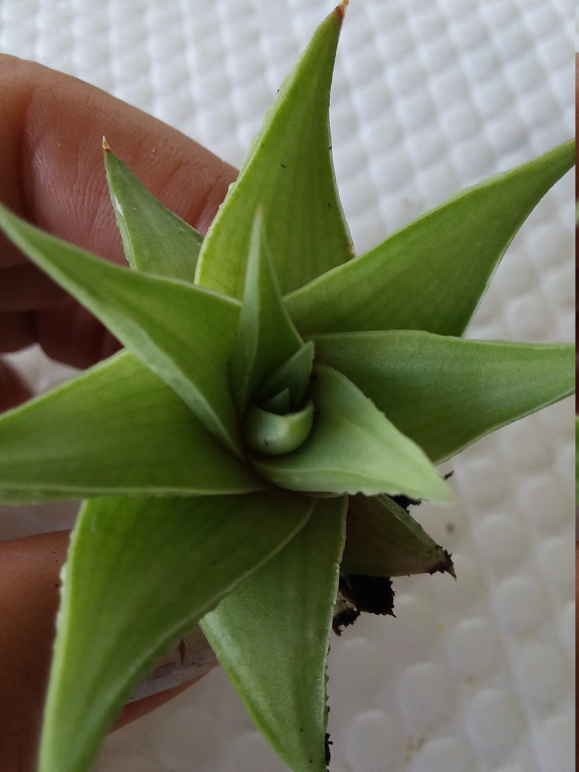 Haworthia ubomboensis - Image 3
