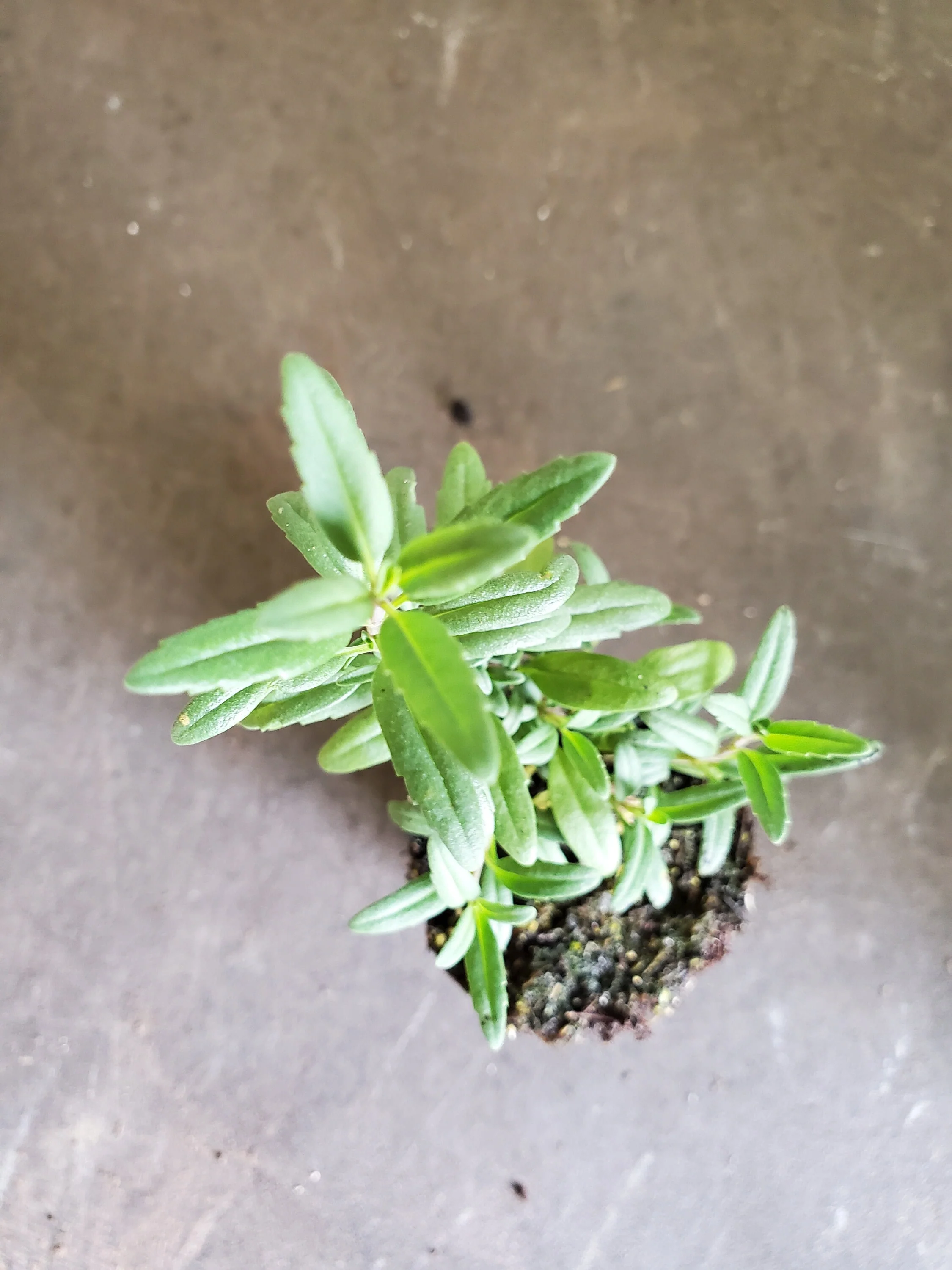 Hyssopus officinalis Rosea - Image 3