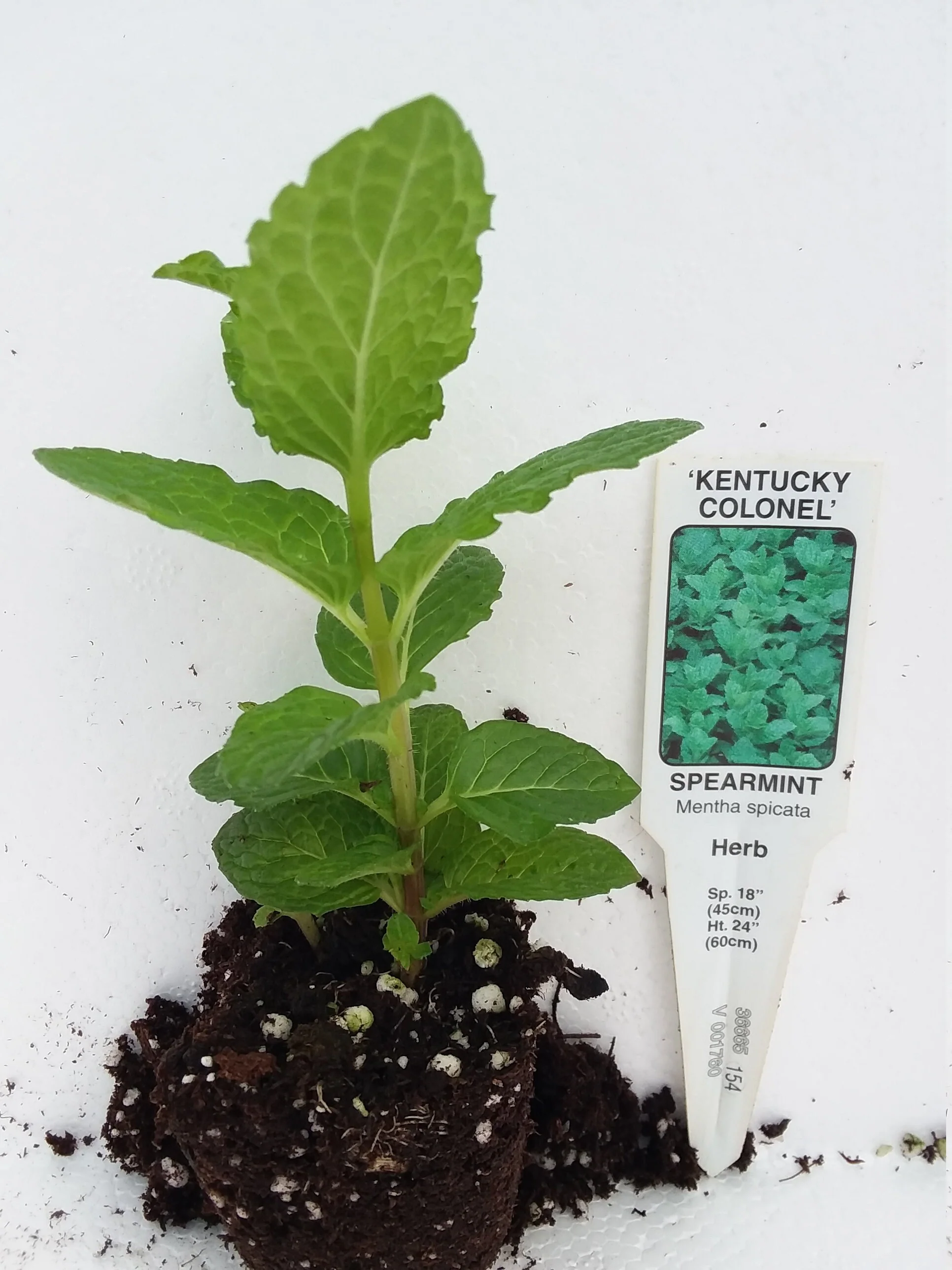 Kentucky Colonel Mint - Image 3