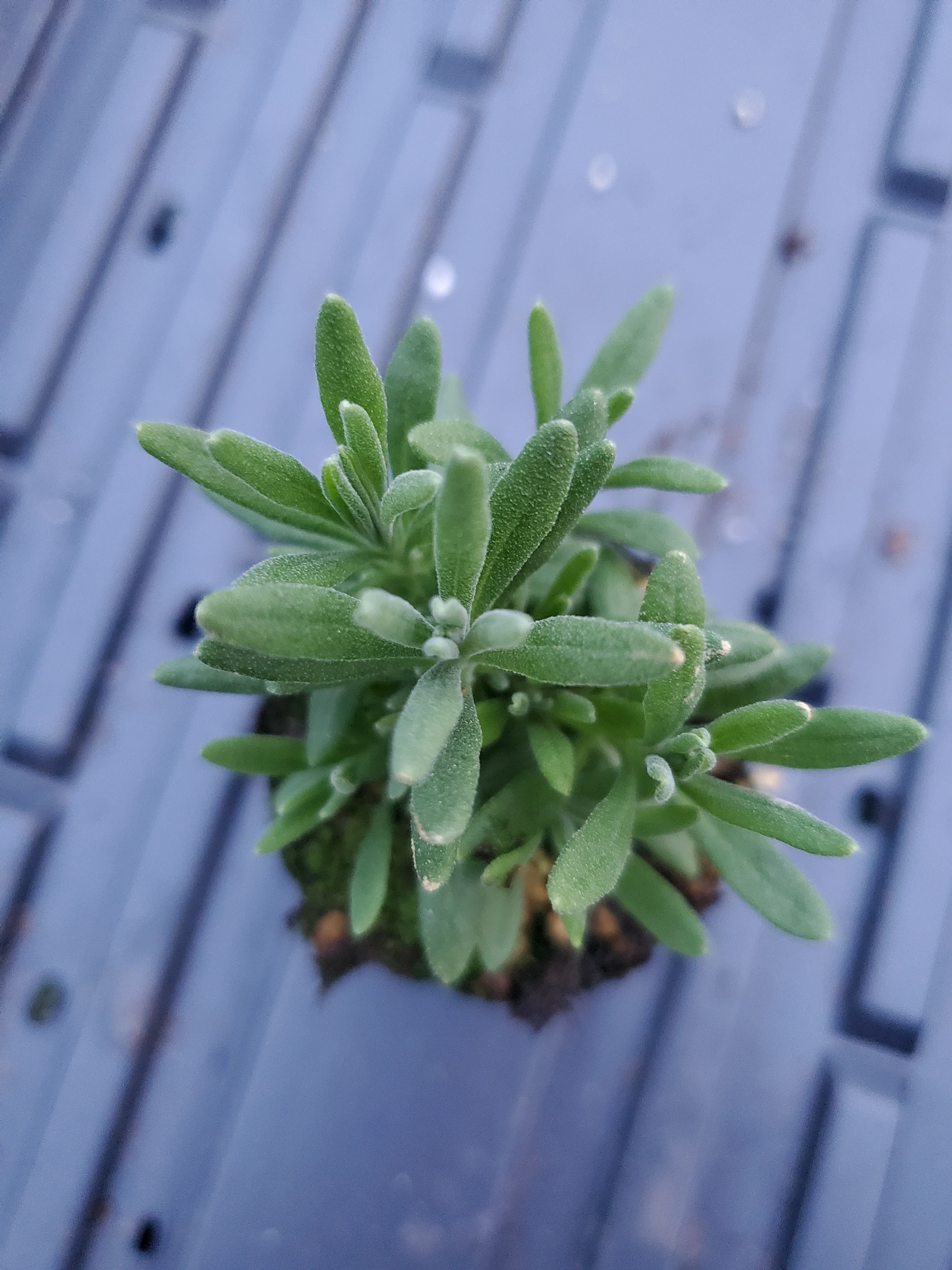 Perennials