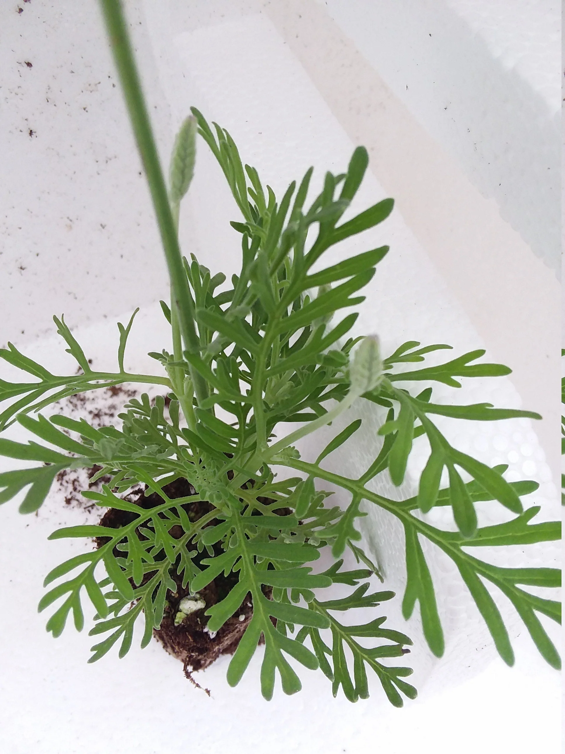 Lavender Pinnata - Image 3