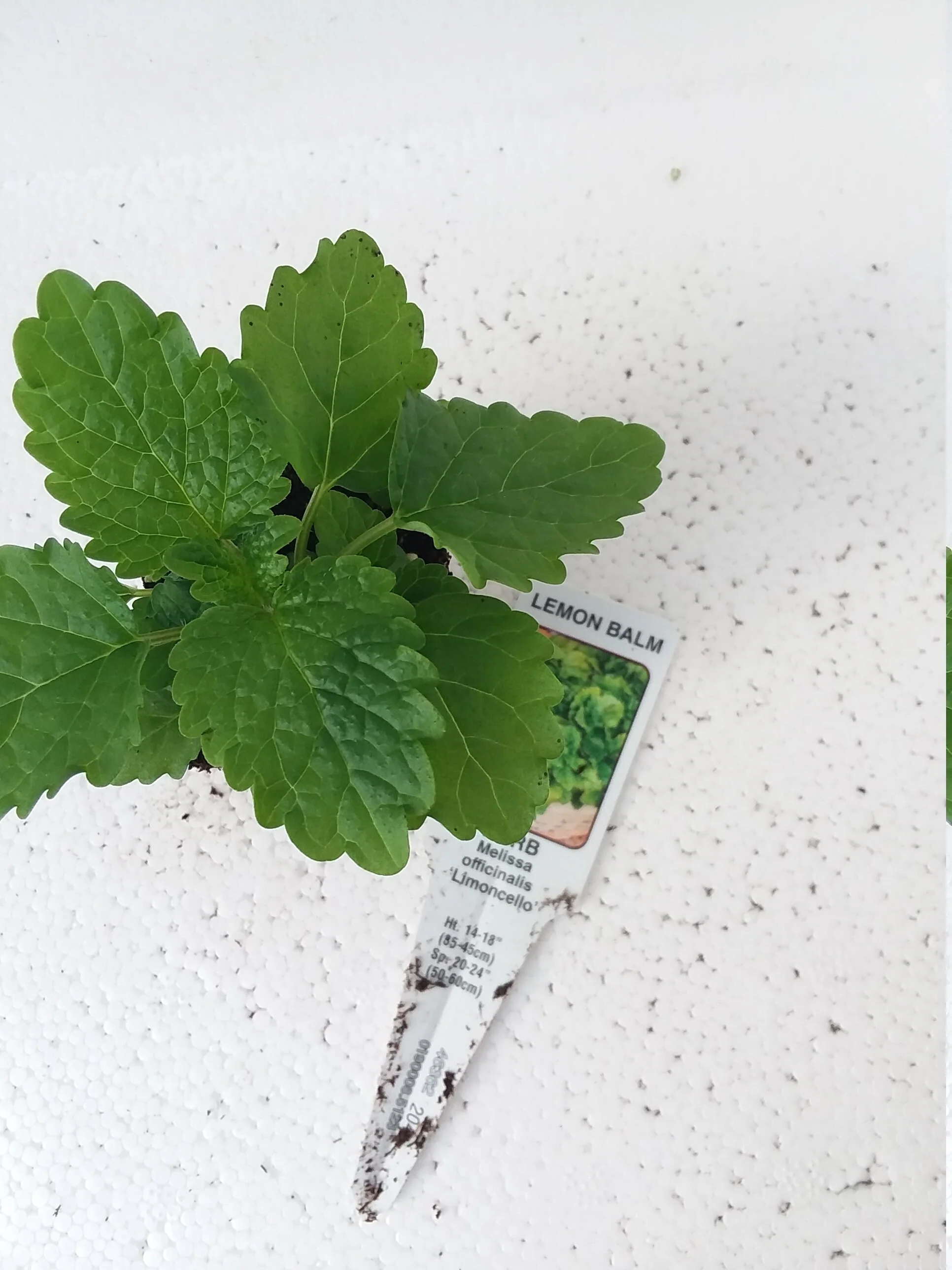 Lemon Balm Melissa Officinalis Limoncello - Image 3