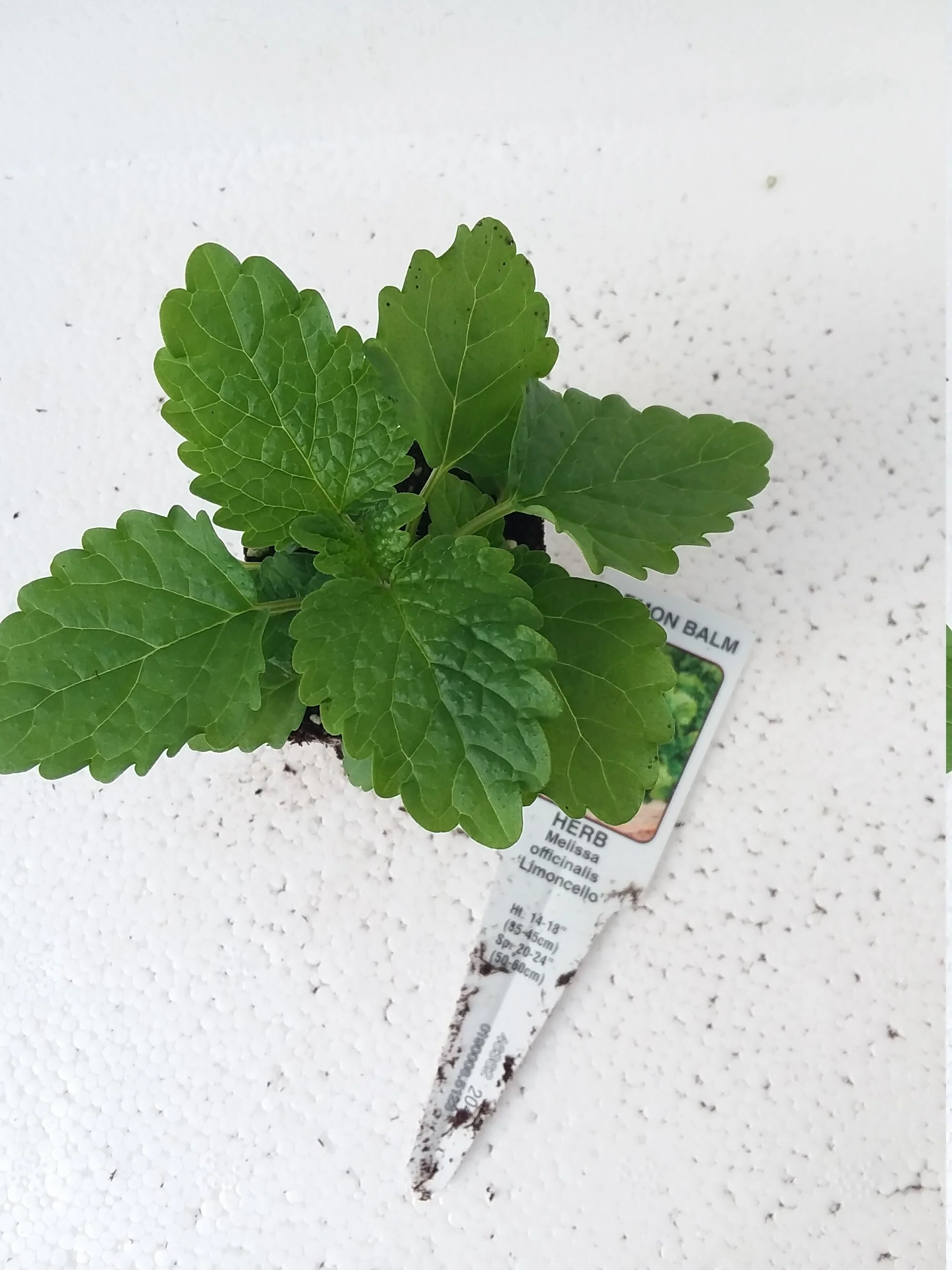 Lemon Balm Melissa Officinalis Limoncello - Image 4