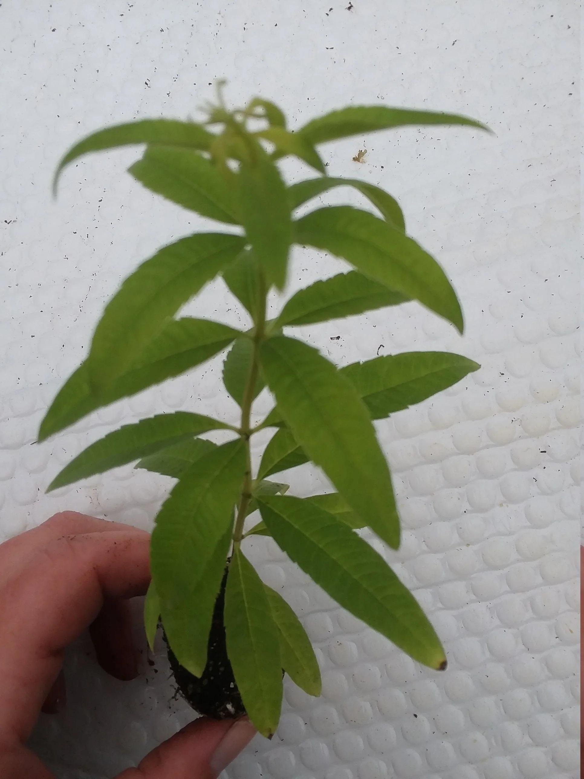 Lemon Verbena - Image 3