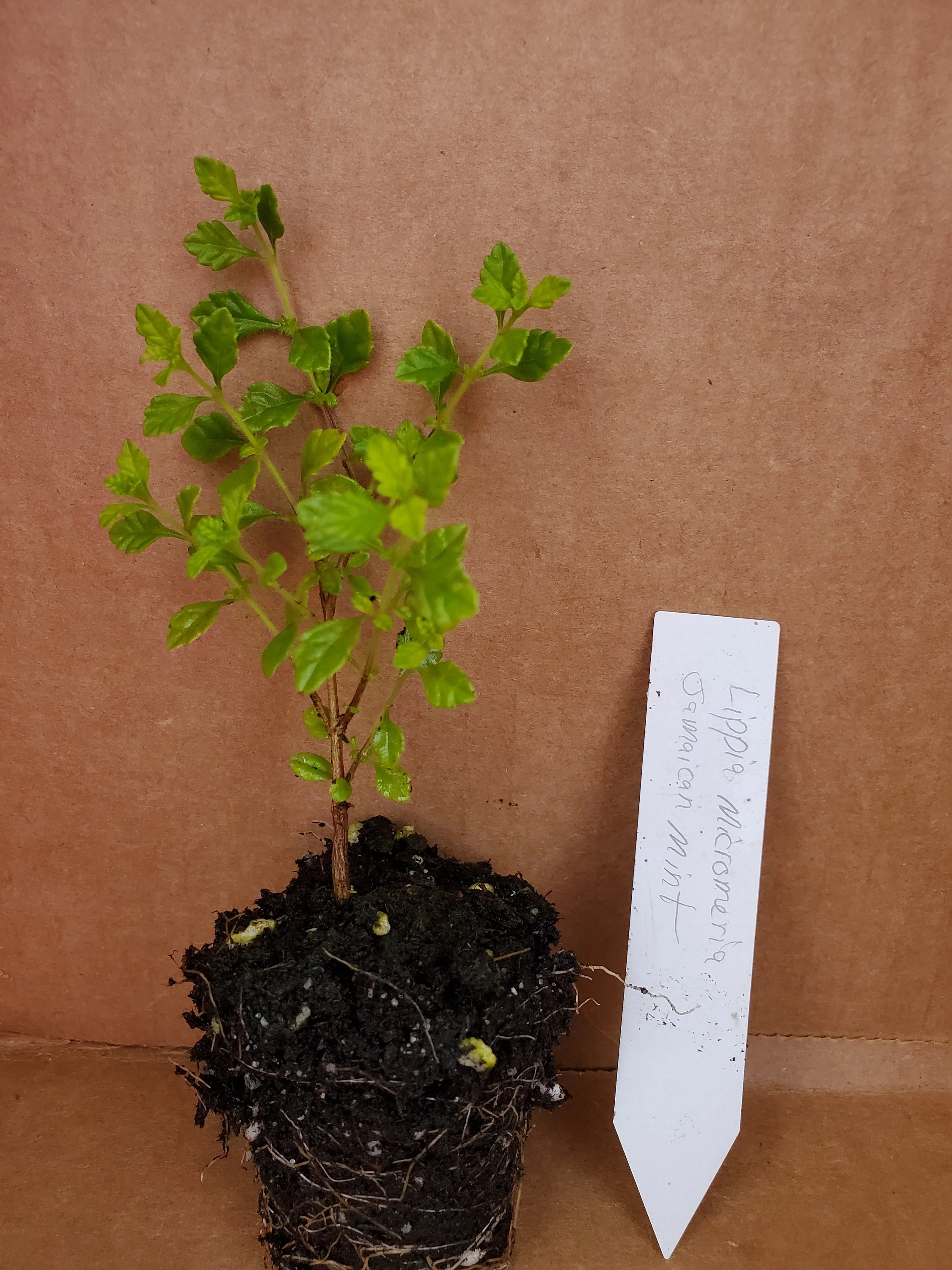 Lippia Micromera Jamaican Oregano - Image 3
