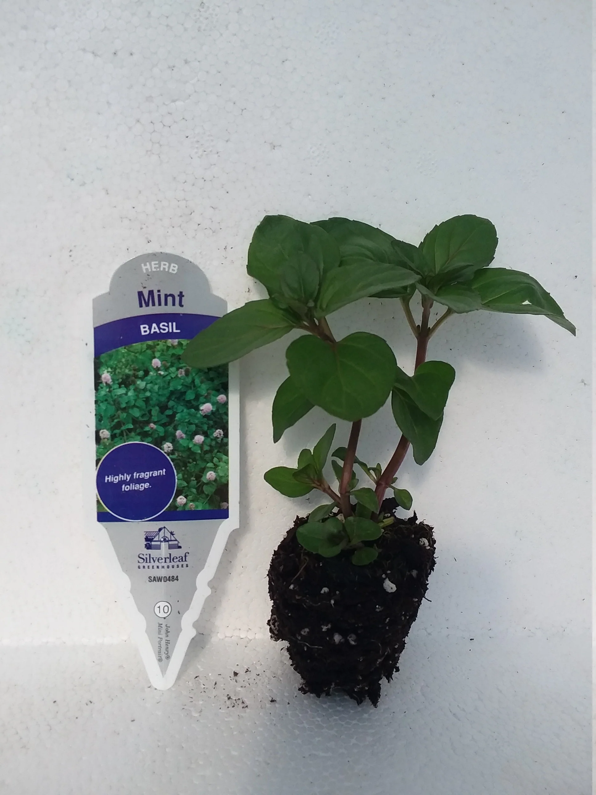 Mint Basil - Image 3