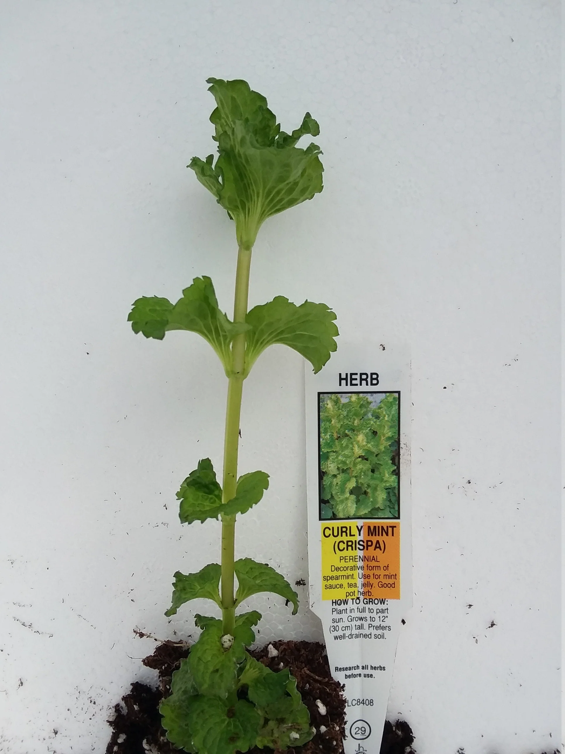 Mint Crispa Curled Spearmint - Image 3