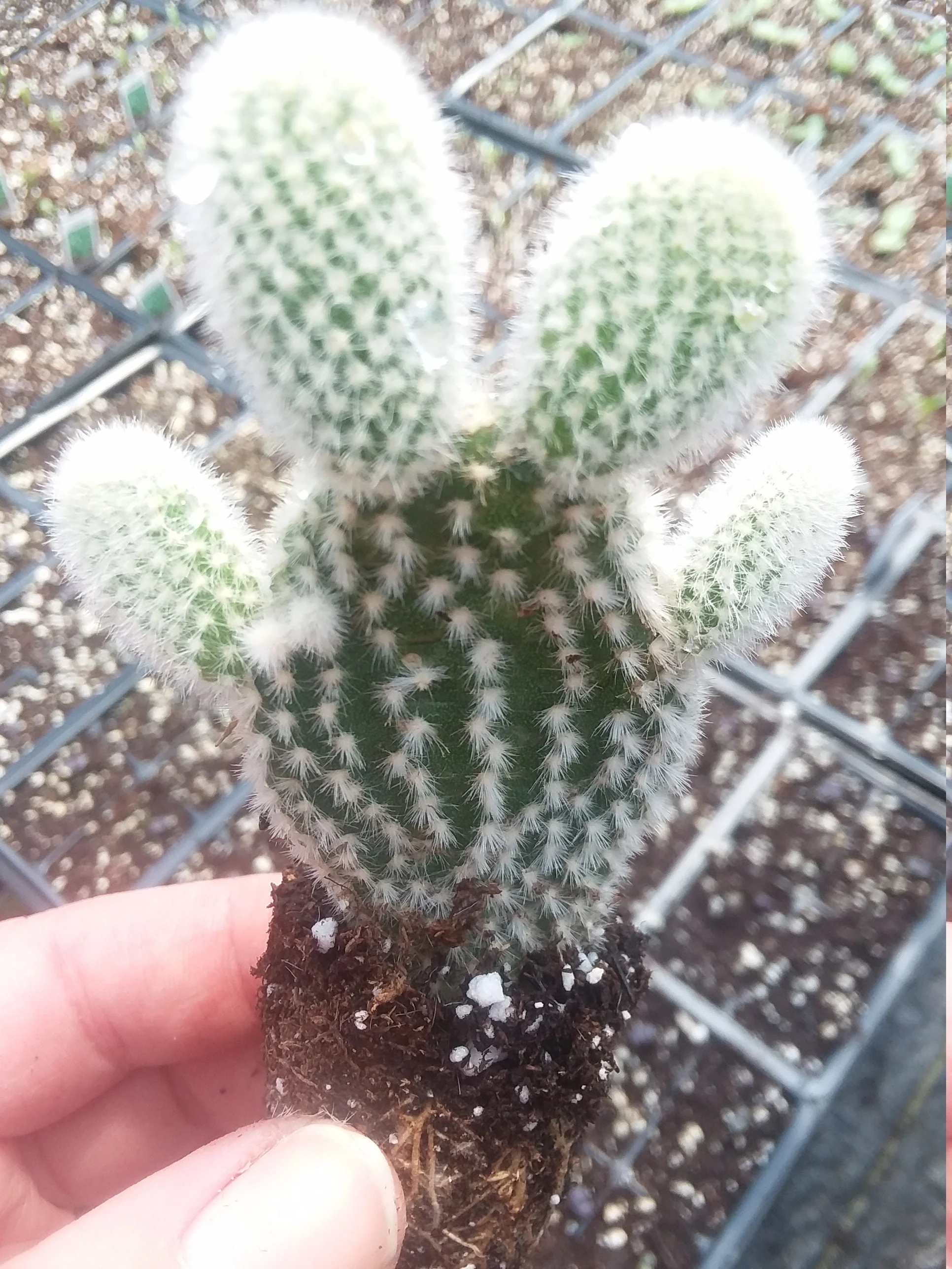 Opuntia Microdasys Alba Starter Plant - Image 3