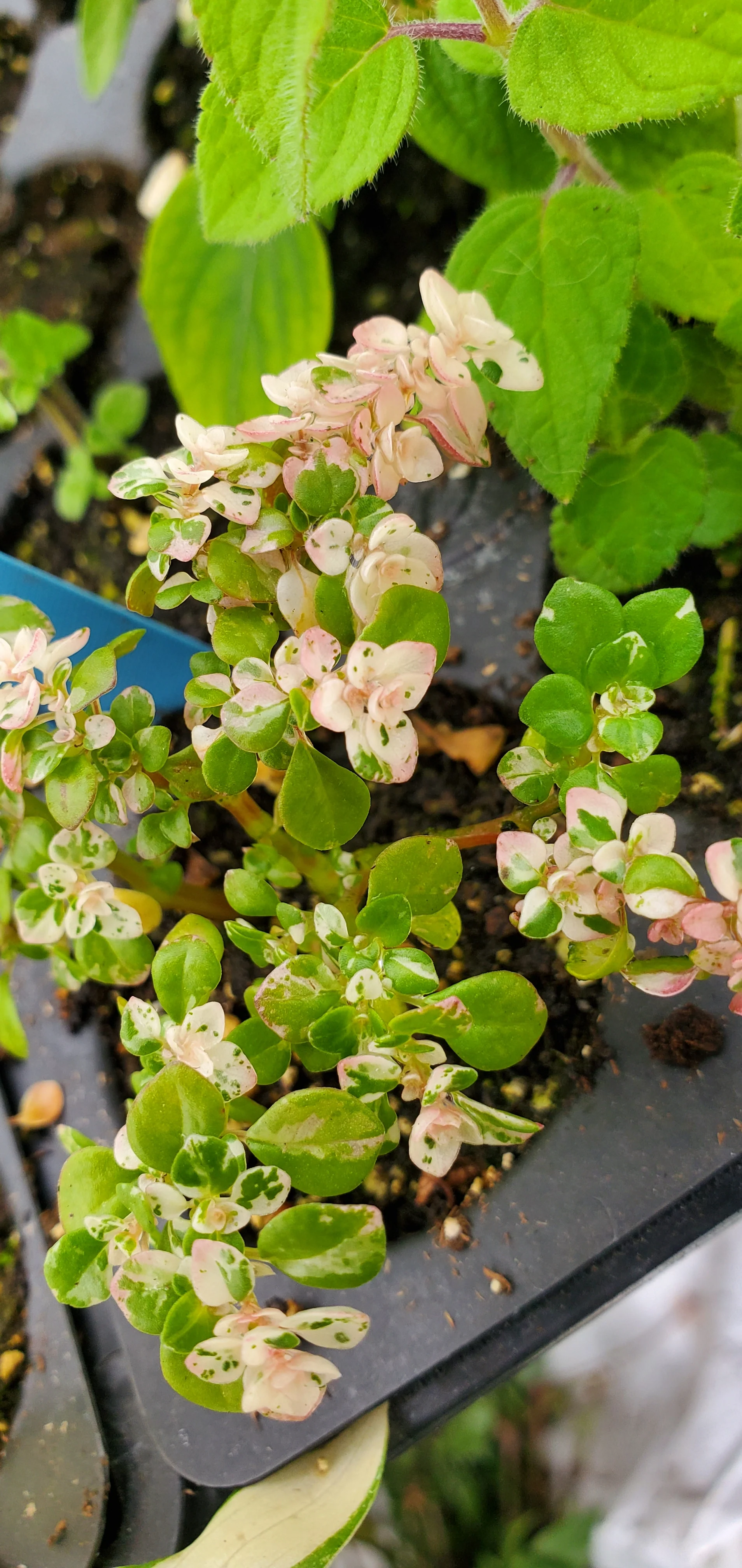 Pilea Microphylla Artillery Plant - Image 3