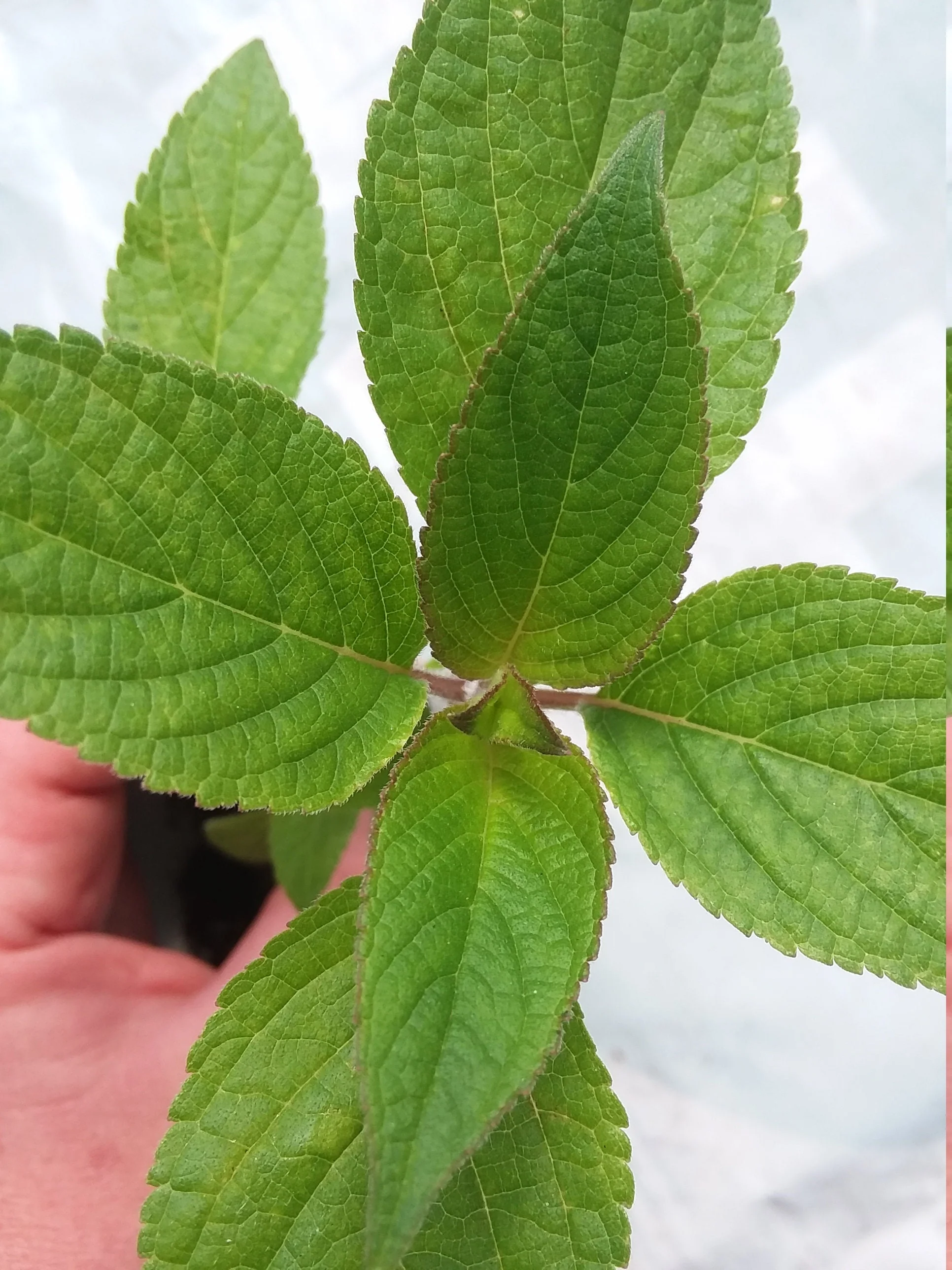 Pineapple Sage - Image 3