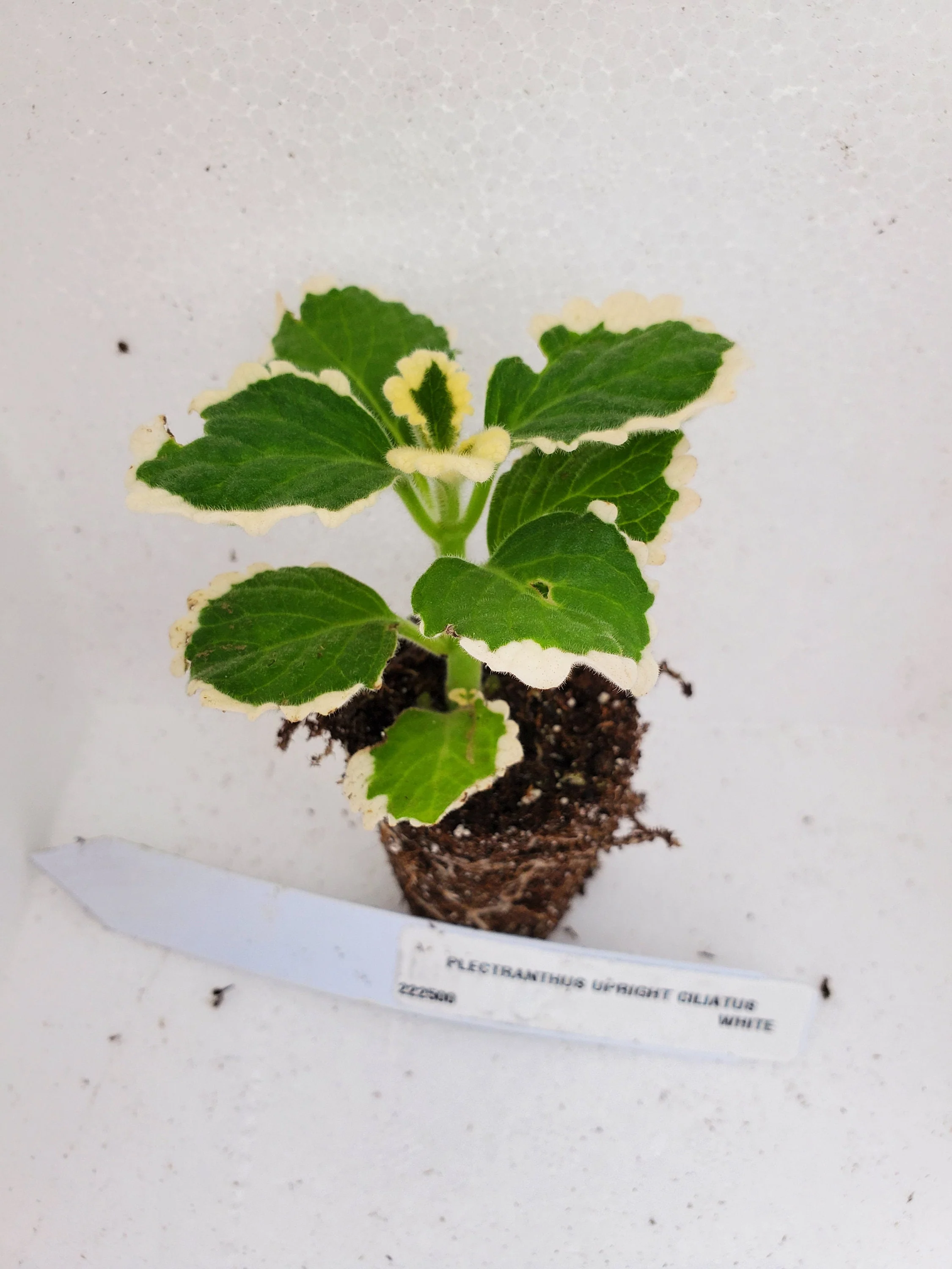 Plectranthus Upright Ciliatus White - Image 3