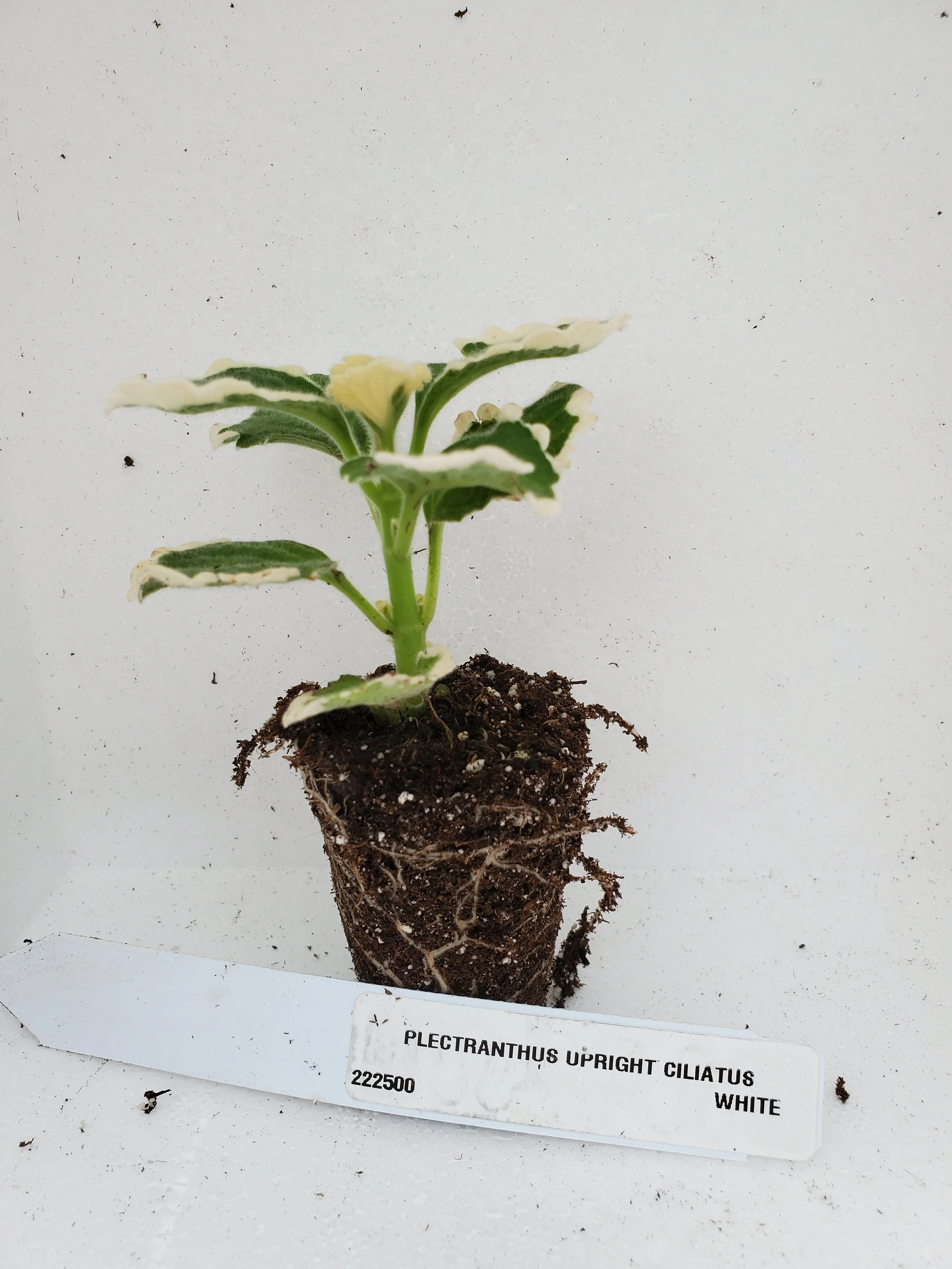 Plectranthus Upright Ciliatus White - Image 4