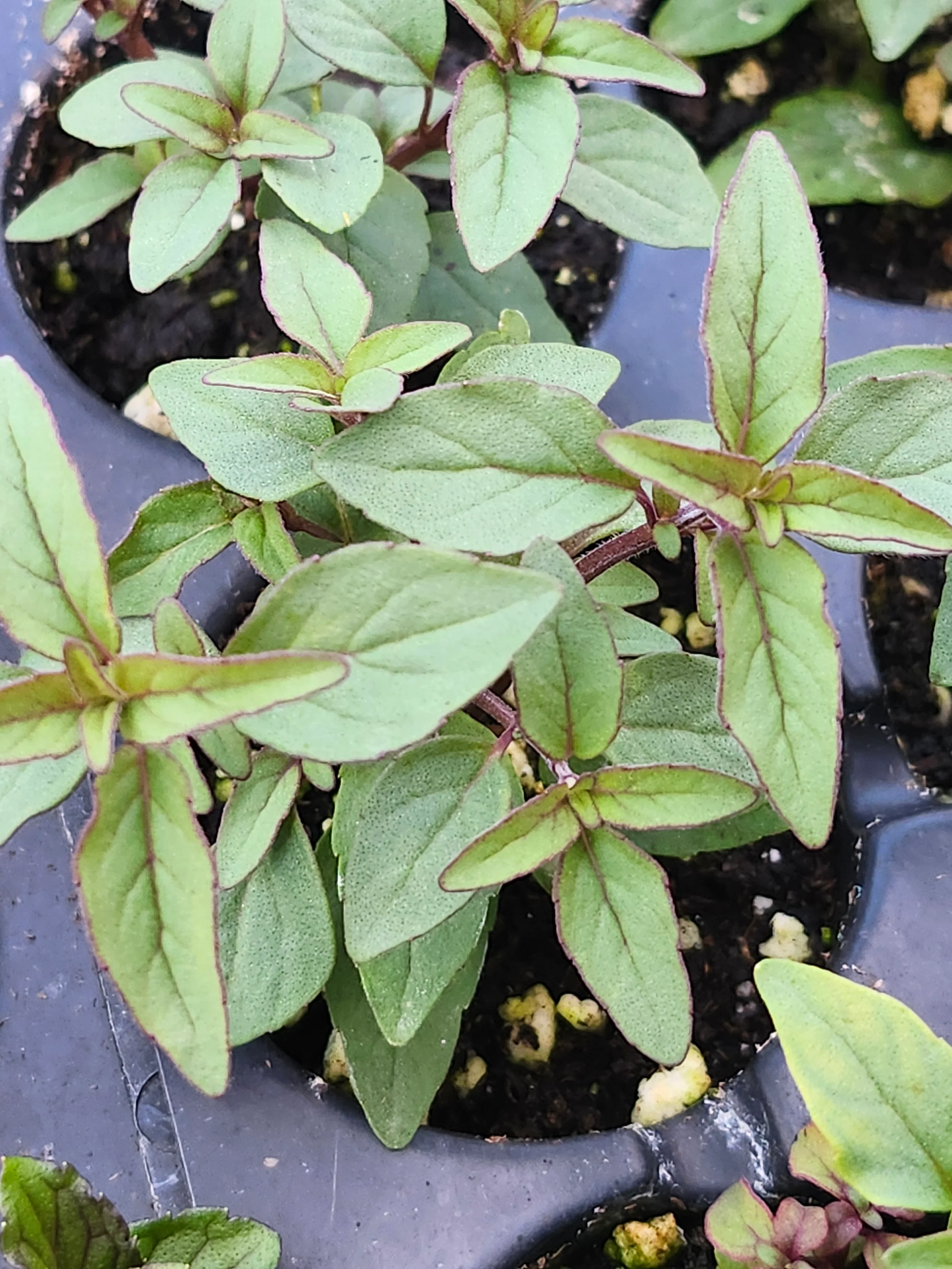Pycnanthemum Floridianum Florida Mountain Mint - Image 3