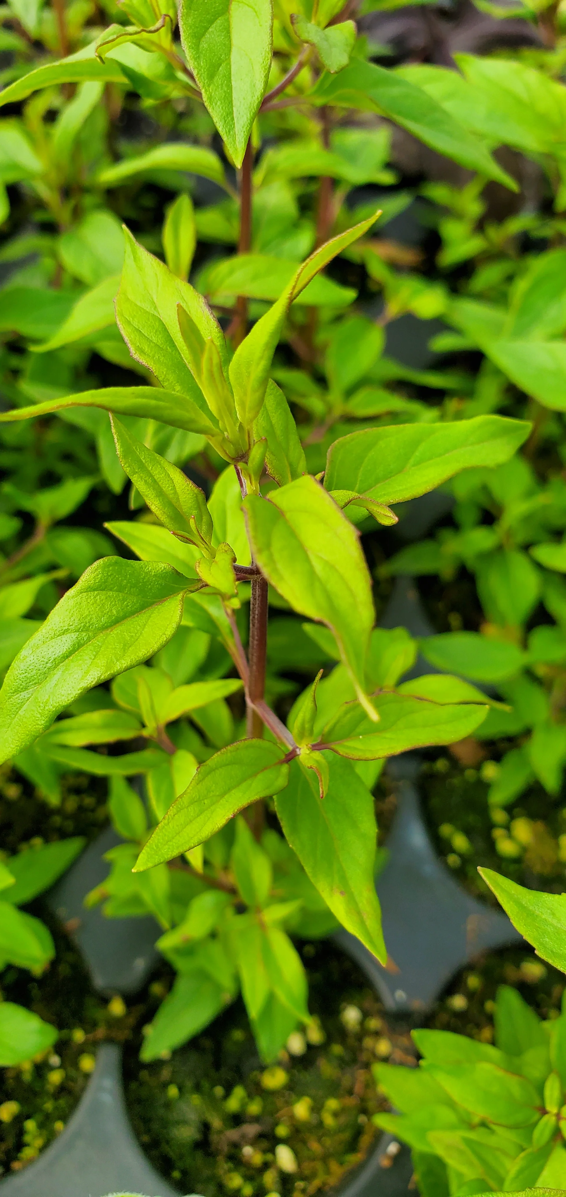 Pycnanthemum Malcolm Vidrine - Image 3