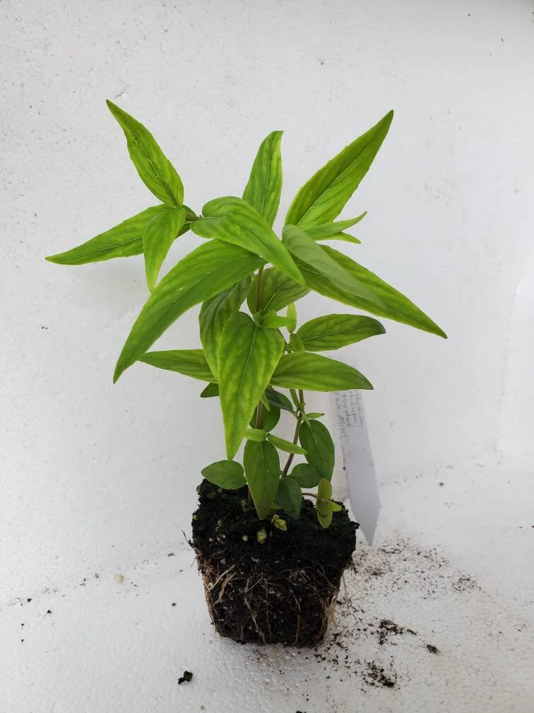 Pycnanthemum Muticum Short Toothed Mountain Mint - Image 4