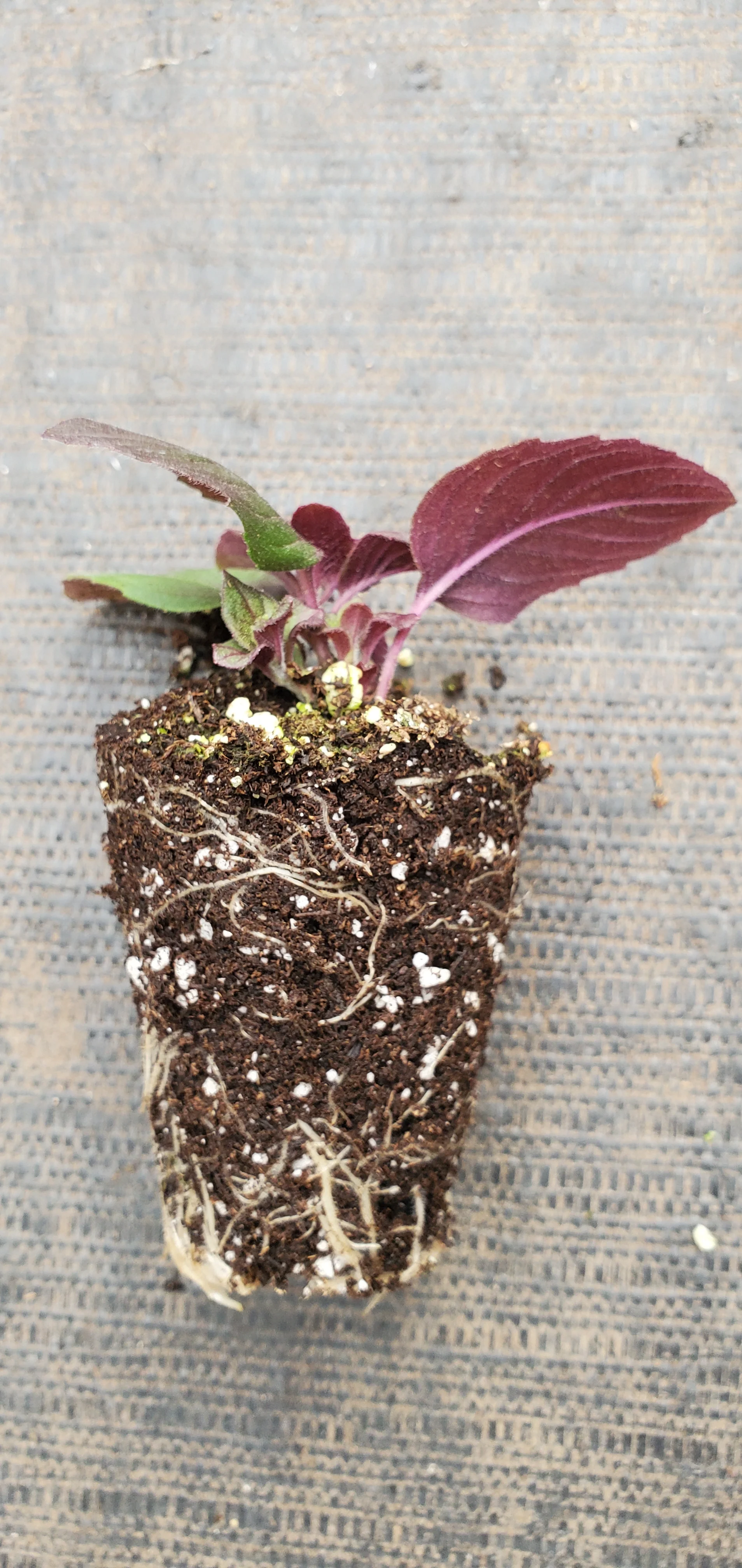 Pycnanthemum Smokey Mountain Mint - Image 3