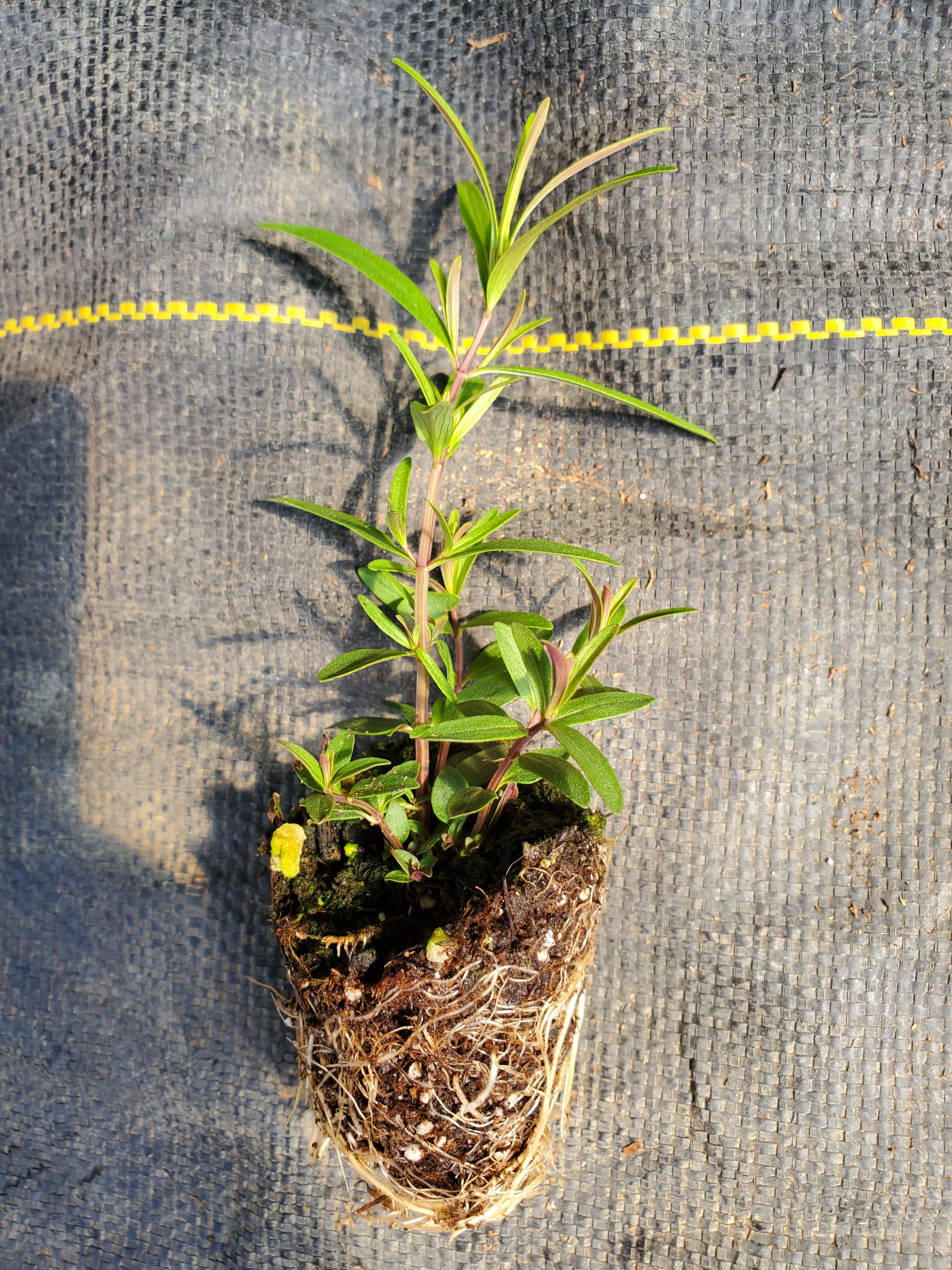 Pycnanthemum Tenuifolium - Image 3
