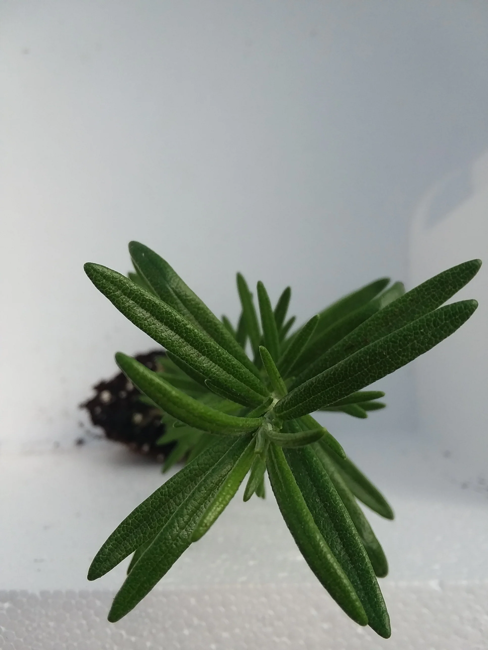 Rosemary - Image 3