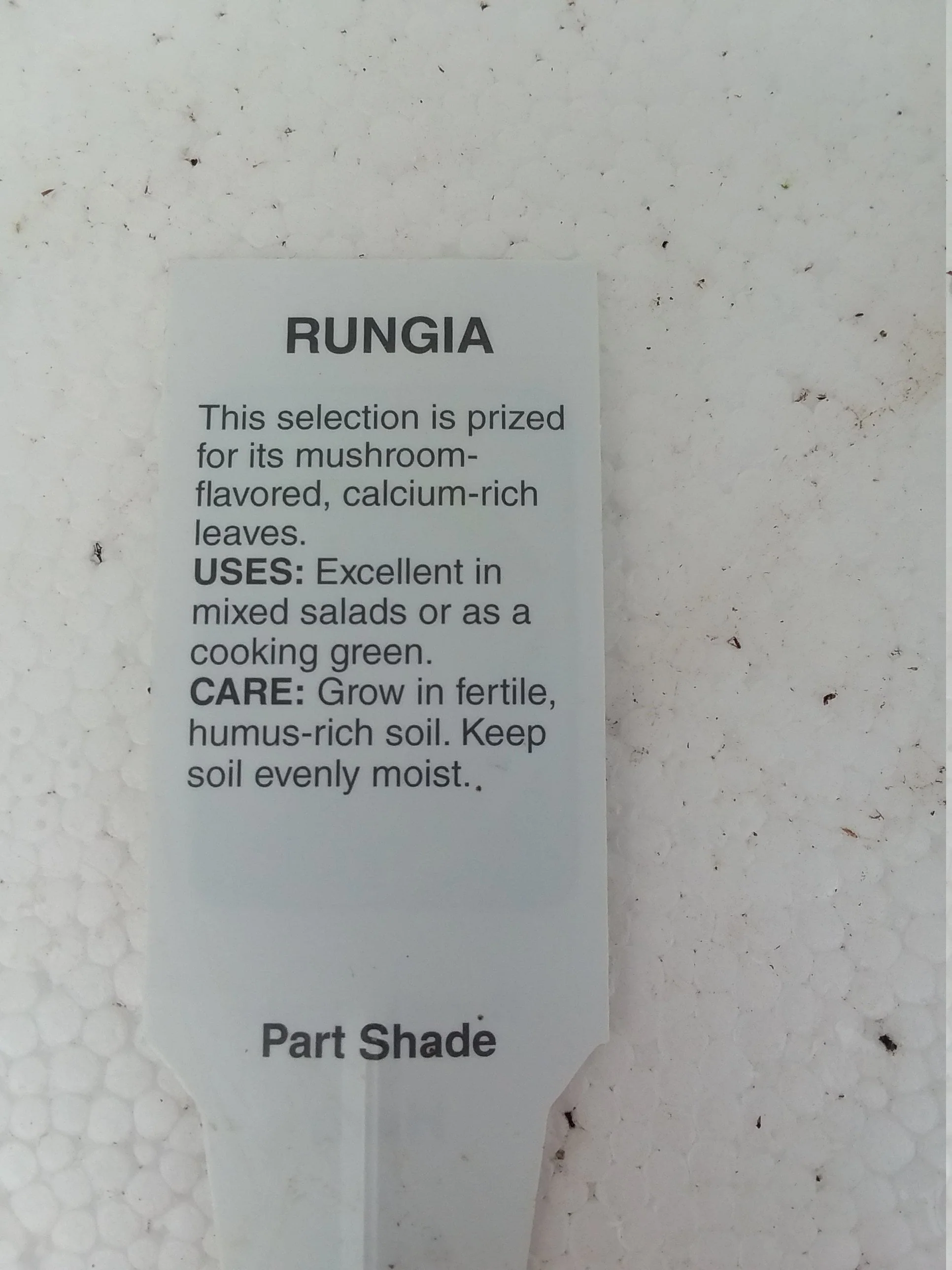Rungia Klossii Herb - Image 3