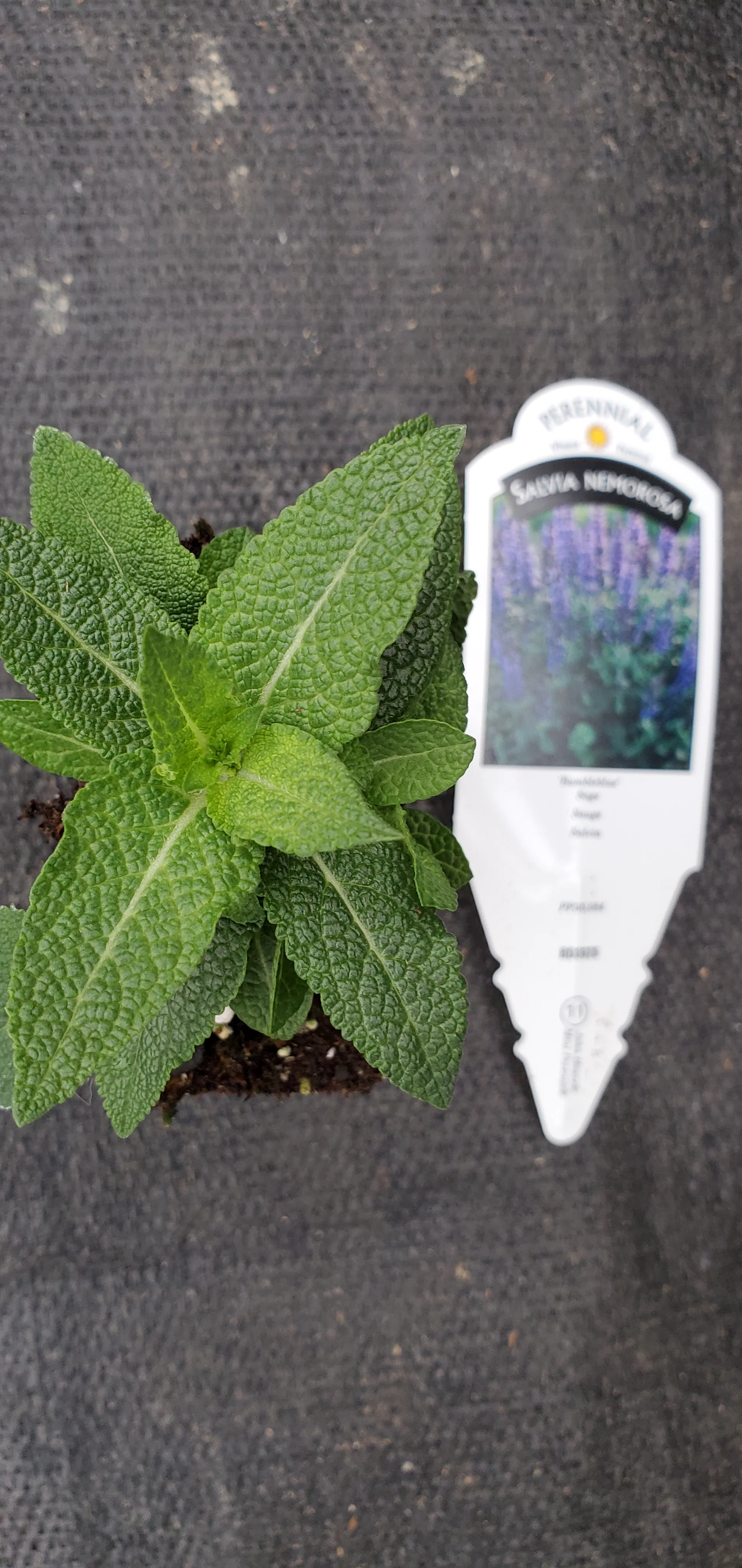 Salvia/Sage
