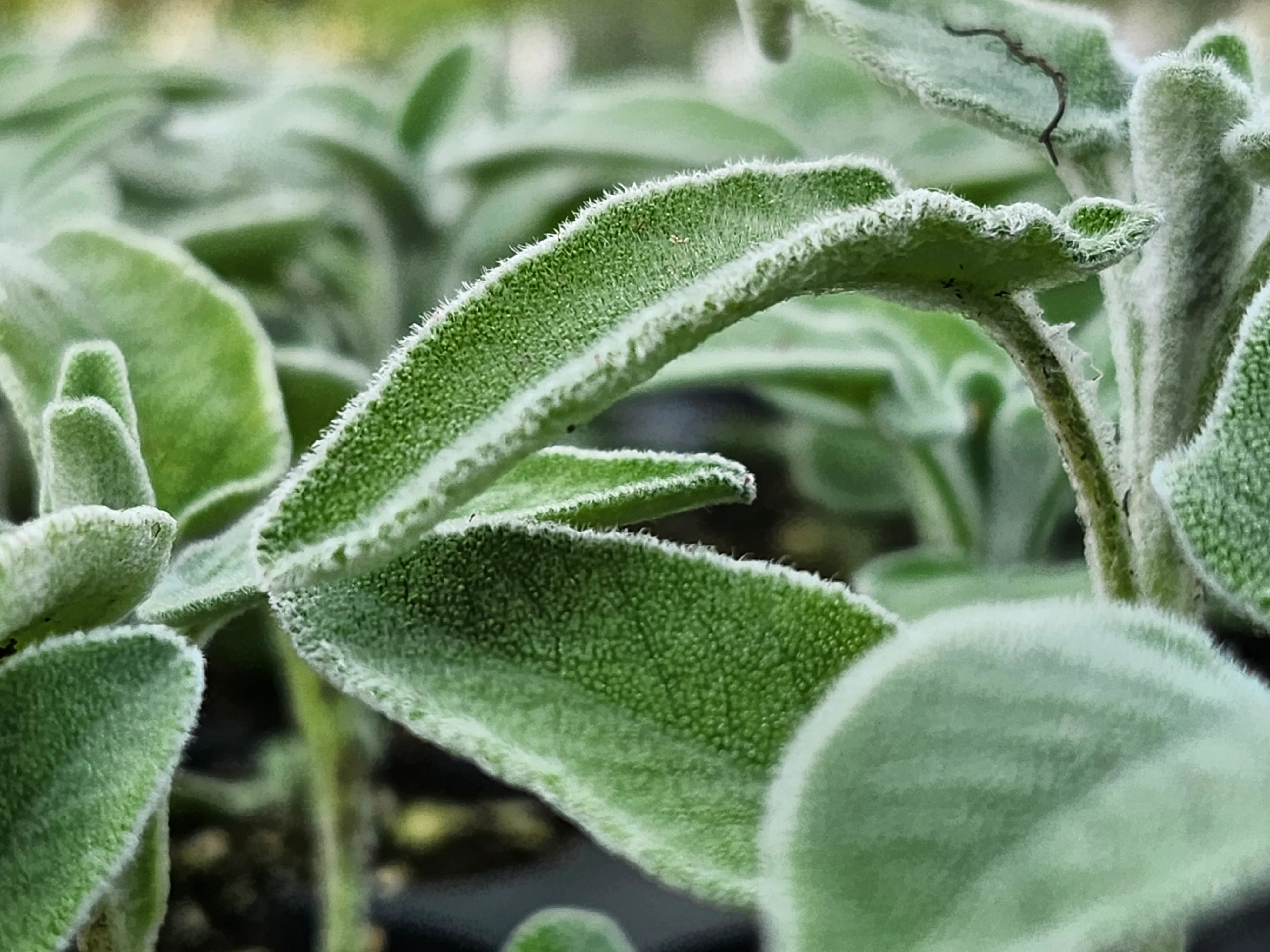 Salvia Officinalis Ovalvet Sage - Image 3