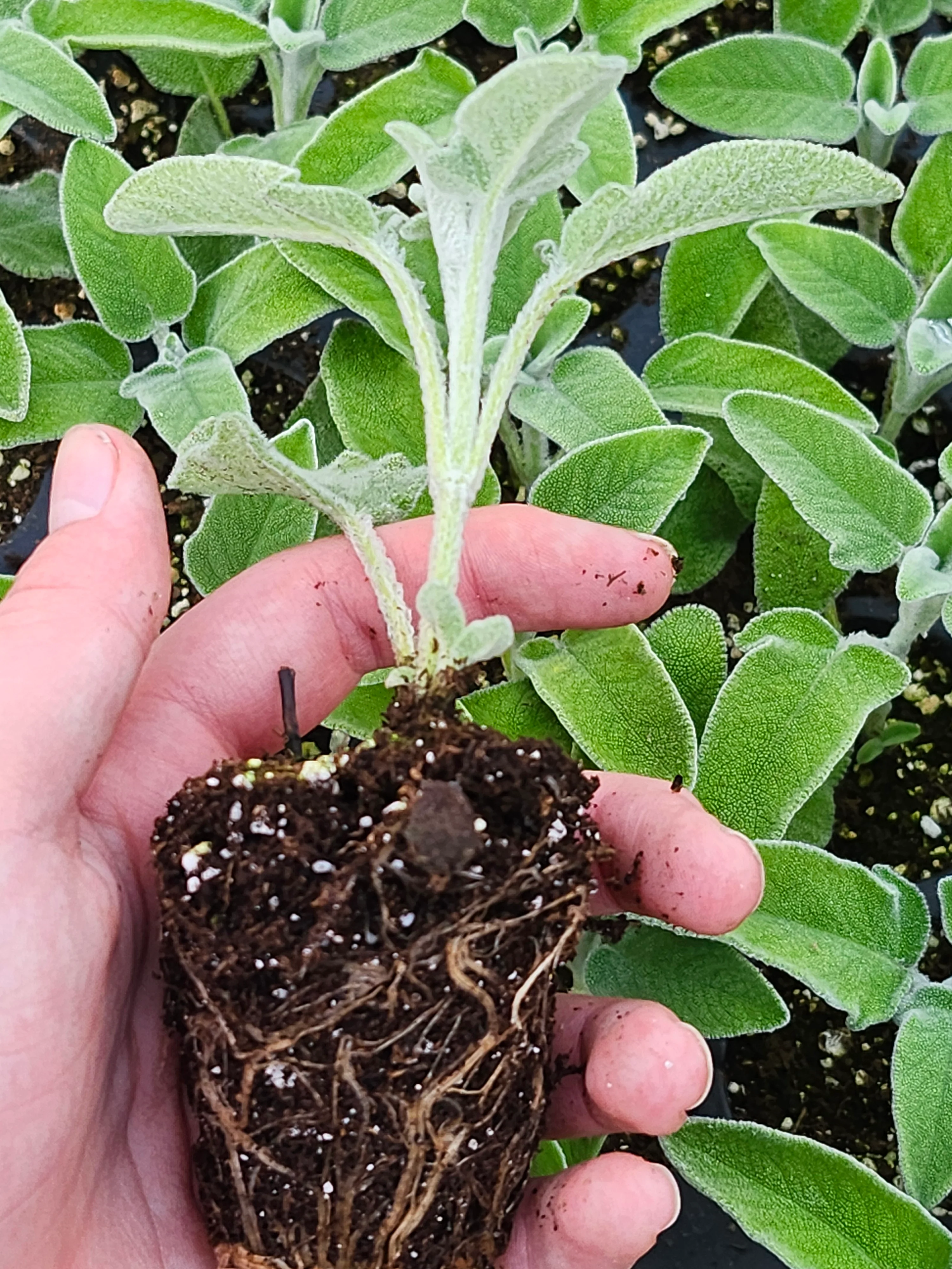 Salvia Officinalis Ovalvet Sage - Image 4