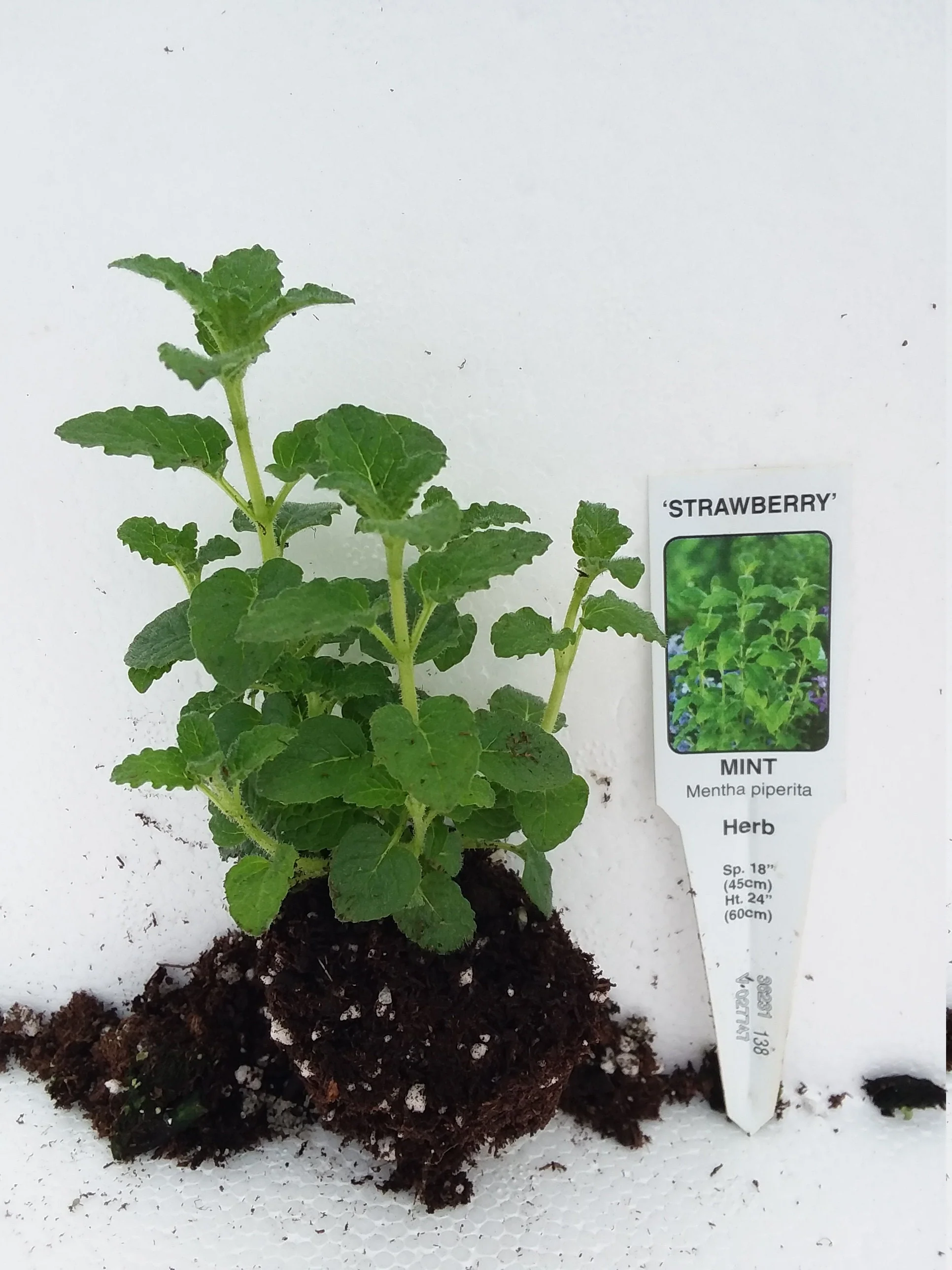 Strawberry Mint - Image 3