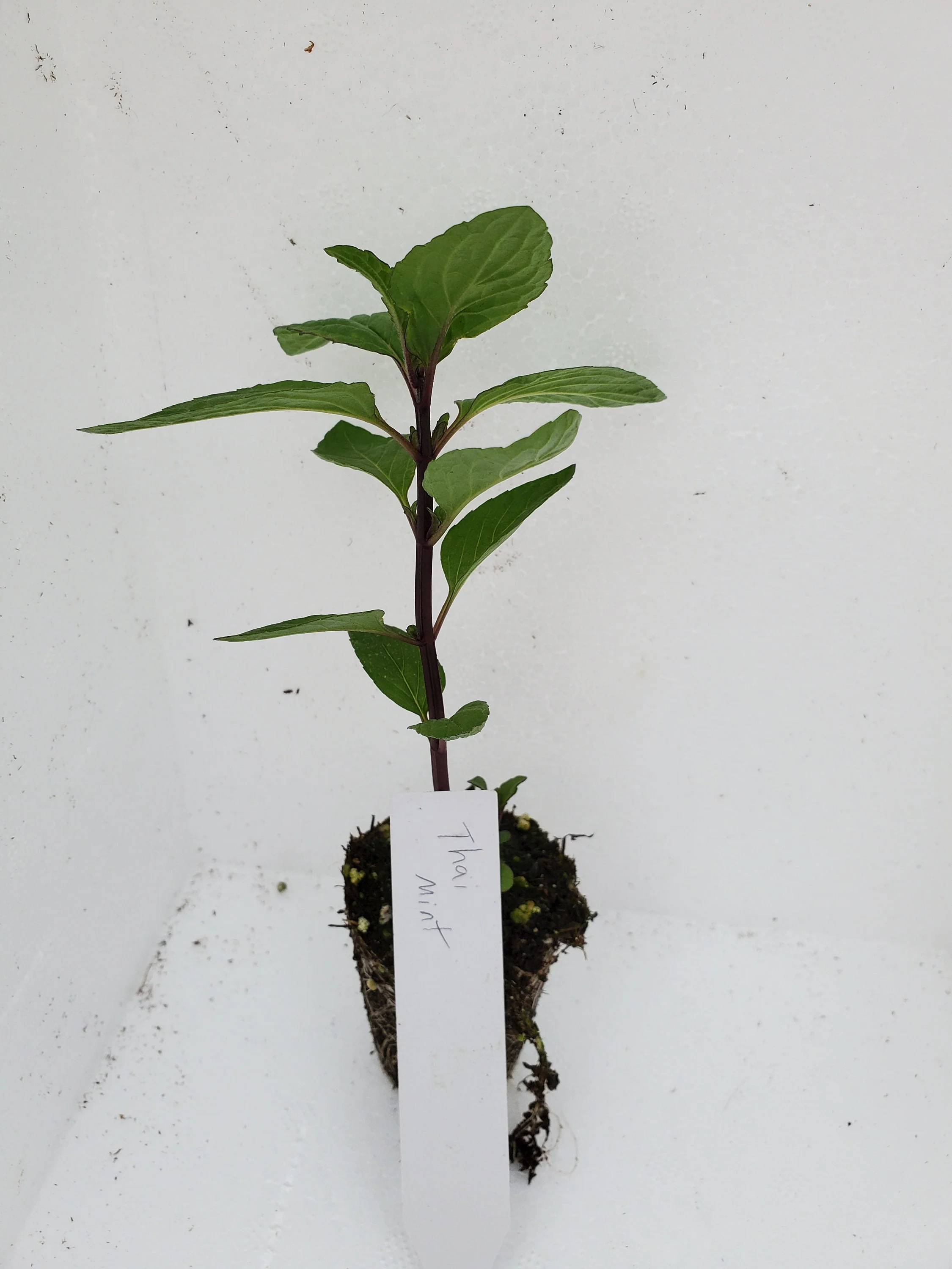 Thai Mint Mentha arvensis - Image 3
