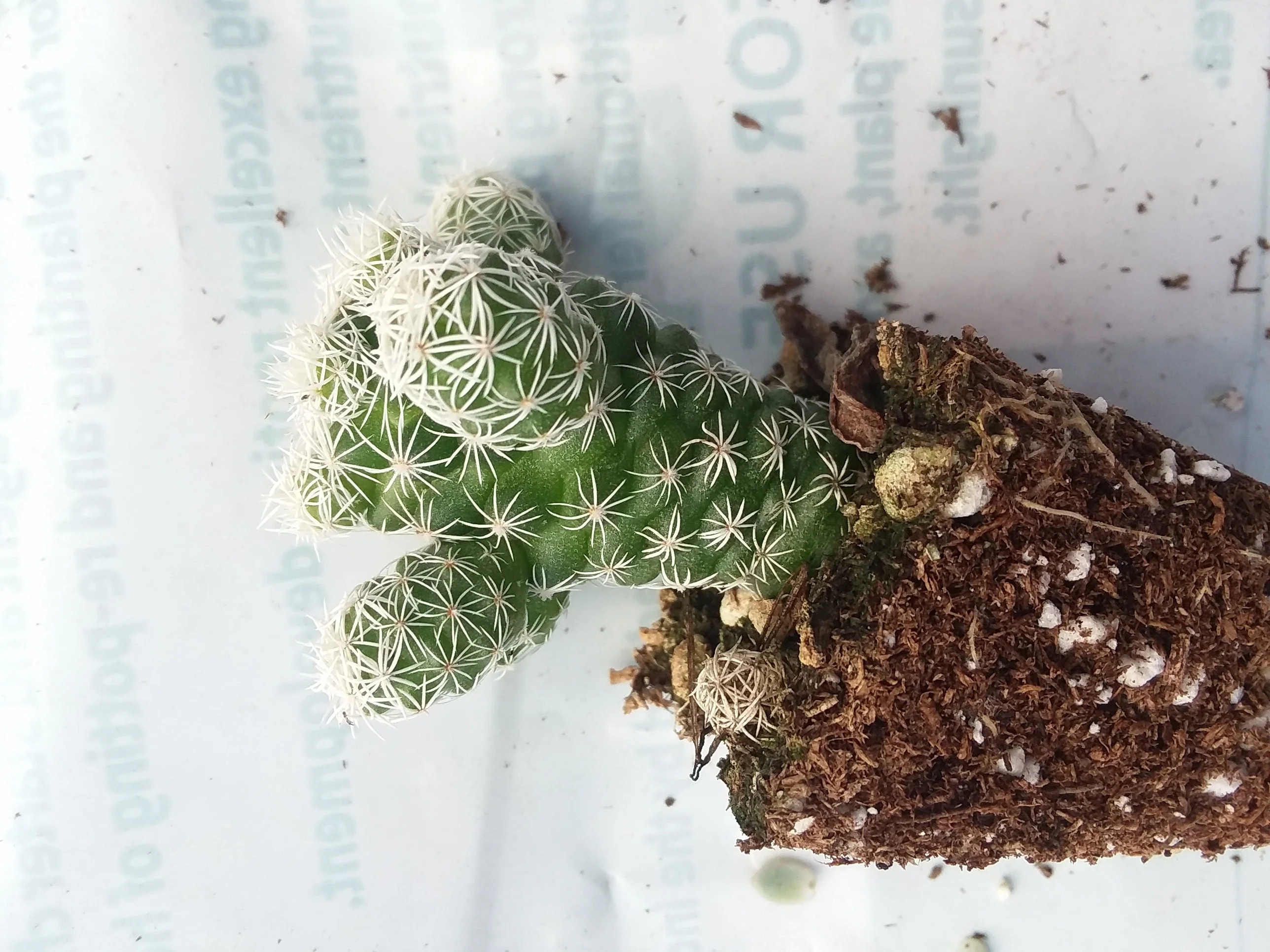 Thimble cactus plant - Image 3