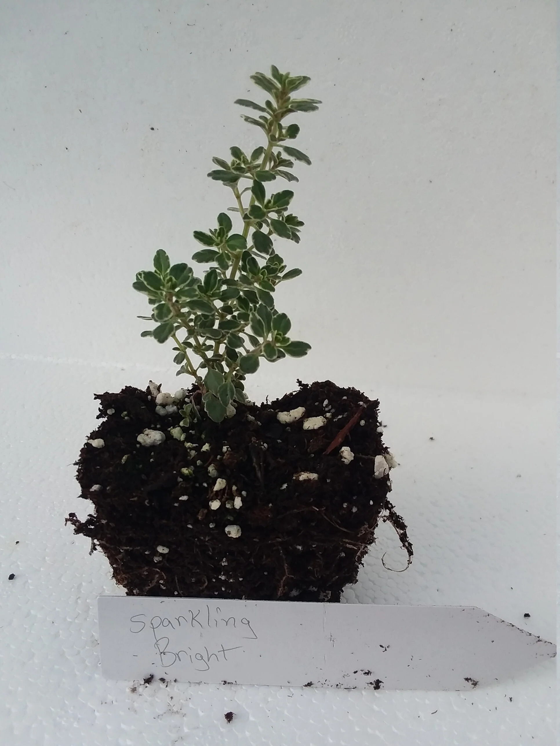 Thyme Sparkling Bright - Image 3