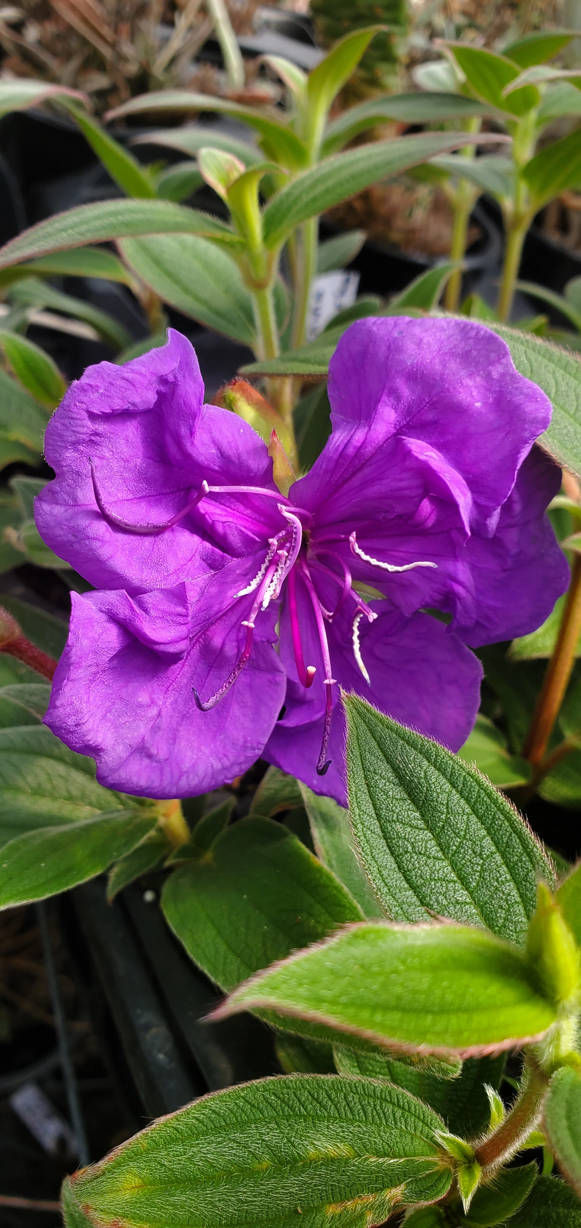 Tibouchina Blue - Image 4