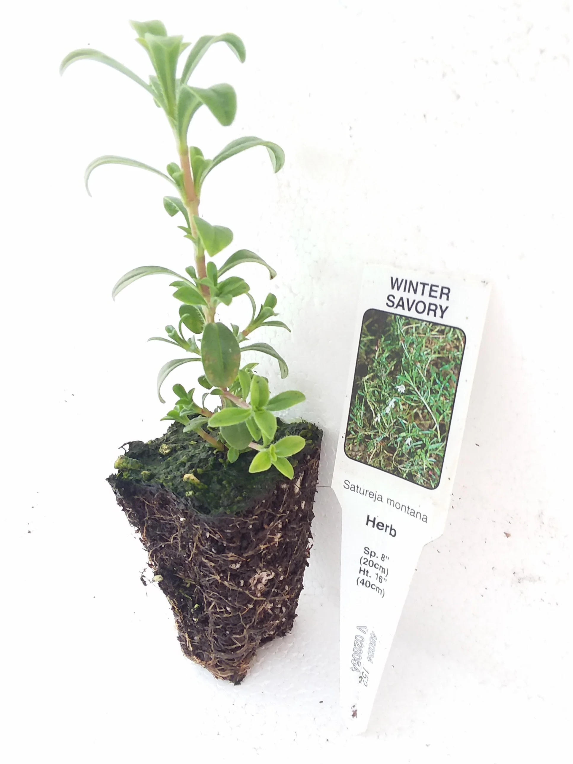 Winter Savory Satureja Montana - Image 3